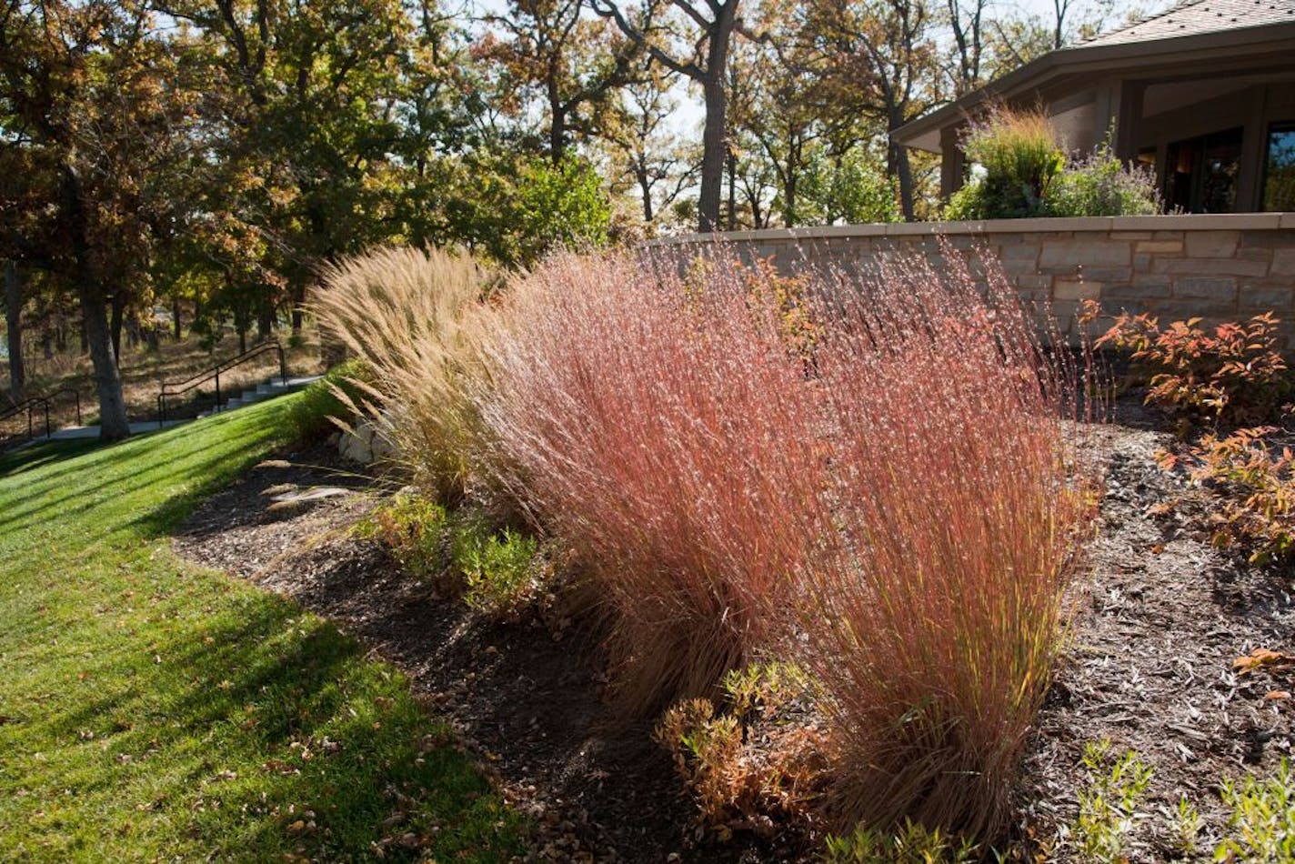 "Blue Heaven" little bluestem ornamental grass, released by the University of Minnesota in 2006, is a colorful addition.