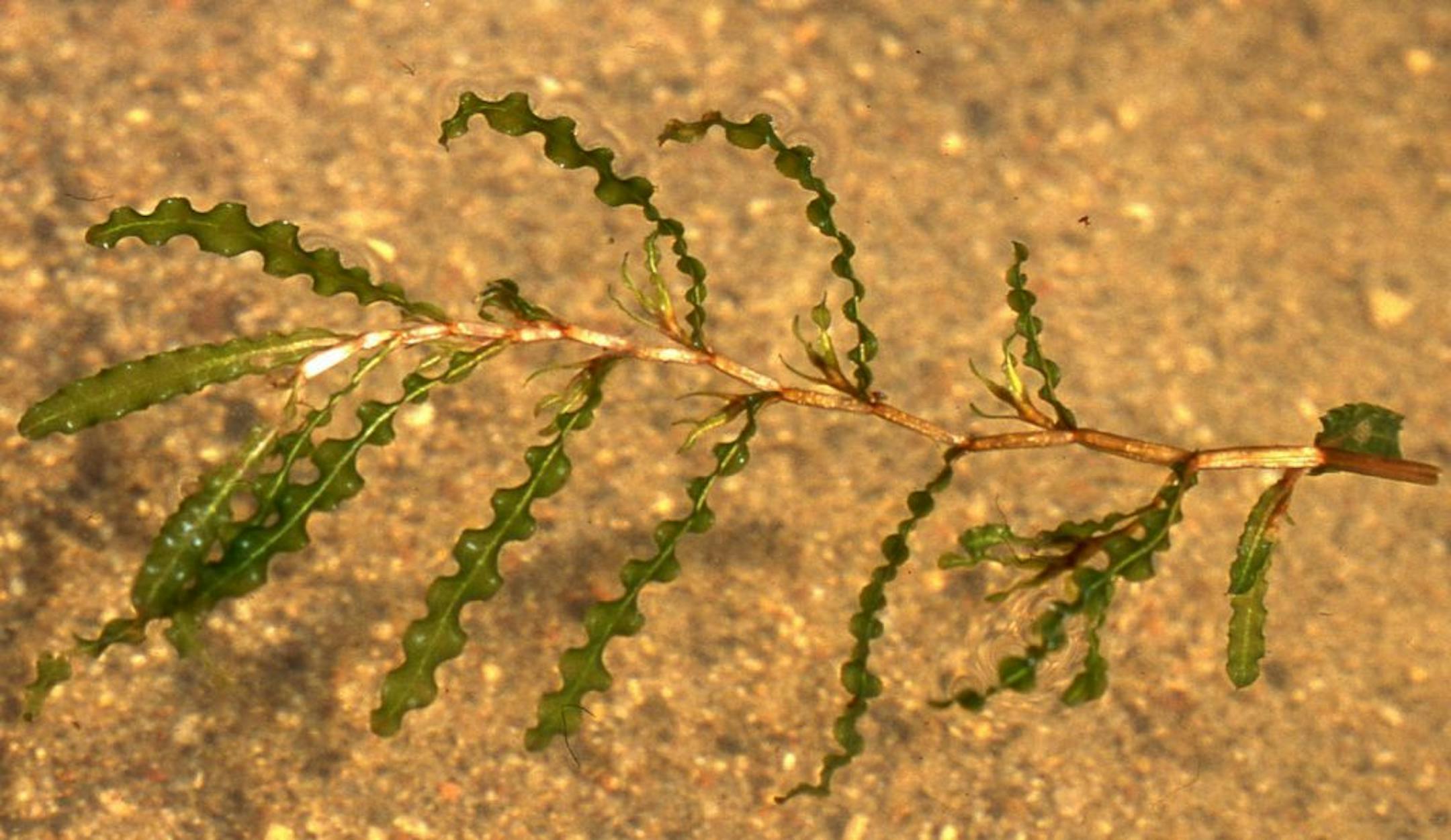 DNR photo Curly-leaf pondweed, an invasive aquatic plant, is found in many Minnesota lakes.