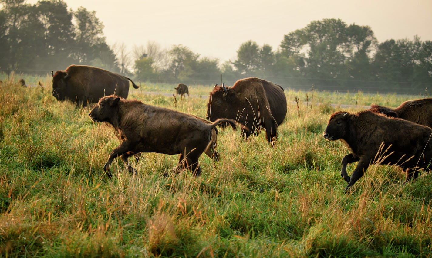 Northstar Bison, one of the largest producers of 100 percent grass-fed bison, takes up to three years to raise each bison.