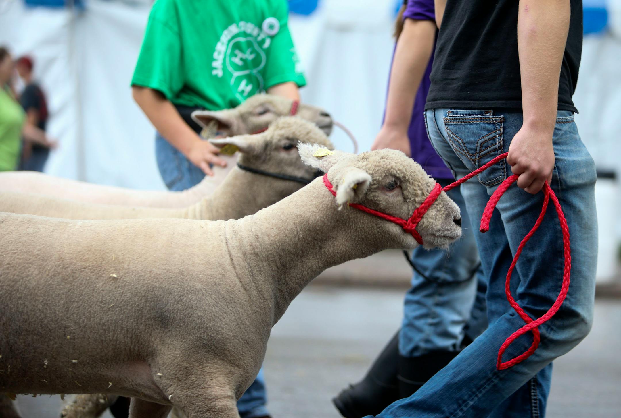 At times there were minor sheep jams on Judson during the first day of the Minnesota State Fair in 2014.