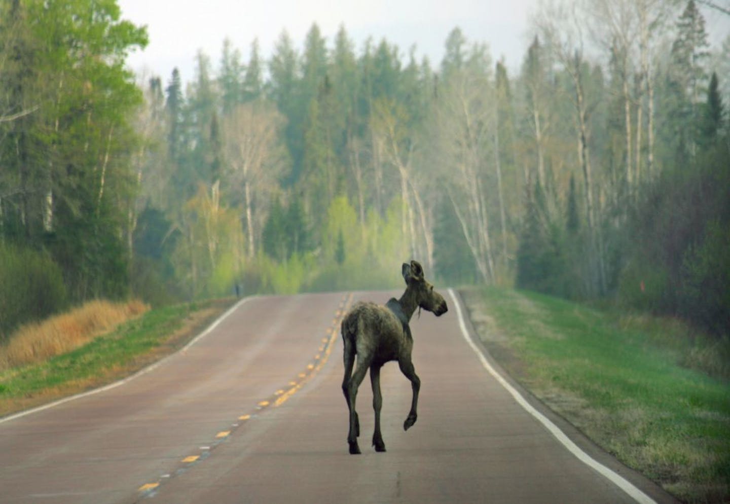 Solved Deer have direct role in death of Minnesota moose