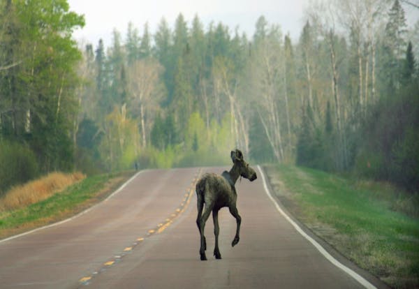 Unlike deer, moose have not developed defenses against parasites, which can damage their brains, nervous systems and livers.