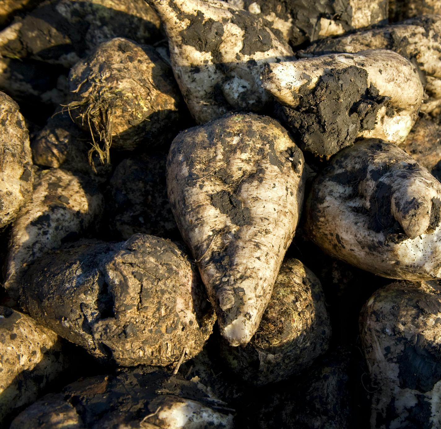 GLEN STUBBE &#x2022; gstubbe@startribune.com -- Monday, October 11, 2011 -- Moorhead, MN -- ] Sugar beets harvested by Mark Nyquist in the early morning on his Moorhead, MN farm. ORG XMIT: MIN2013012415423087 ORG XMIT: MIN1306181716008056