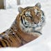 Lake Superior Zoo welcomed Taj, an Amur tiger, less than two months after Lana, a beloved 15-year-old Amur tiger died.