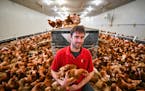 Aaron Brand's free range hen house. His 2500 hens will produce around 200 dozen eggs per day. ] GLEN STUBBE &#x2022; glen.stubbe@startribune.com Tuesd