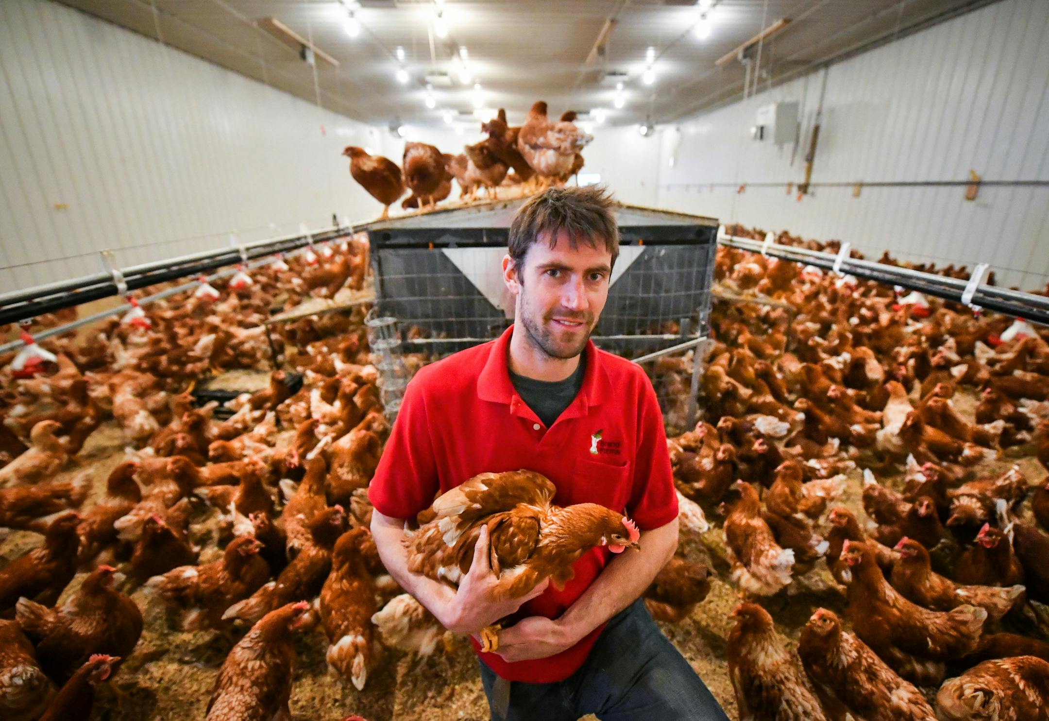 Aaron Brand's free range hen house. His 2500 hens will produce around 200 dozen eggs per day. ] GLEN STUBBE • glen.stubbe@startribune.com Tuesday, March 21, 2017 A new, state-of-the art automated hen house is paying dividends for Aaron Brand, a young Empire Township farmer who specializes in eggs and apples. The barn has resulted in much healthier chickens and more efficient operations, allowing Brand to score contracts to provide eggs to two Hy-Vee locations. The first new flock of hens