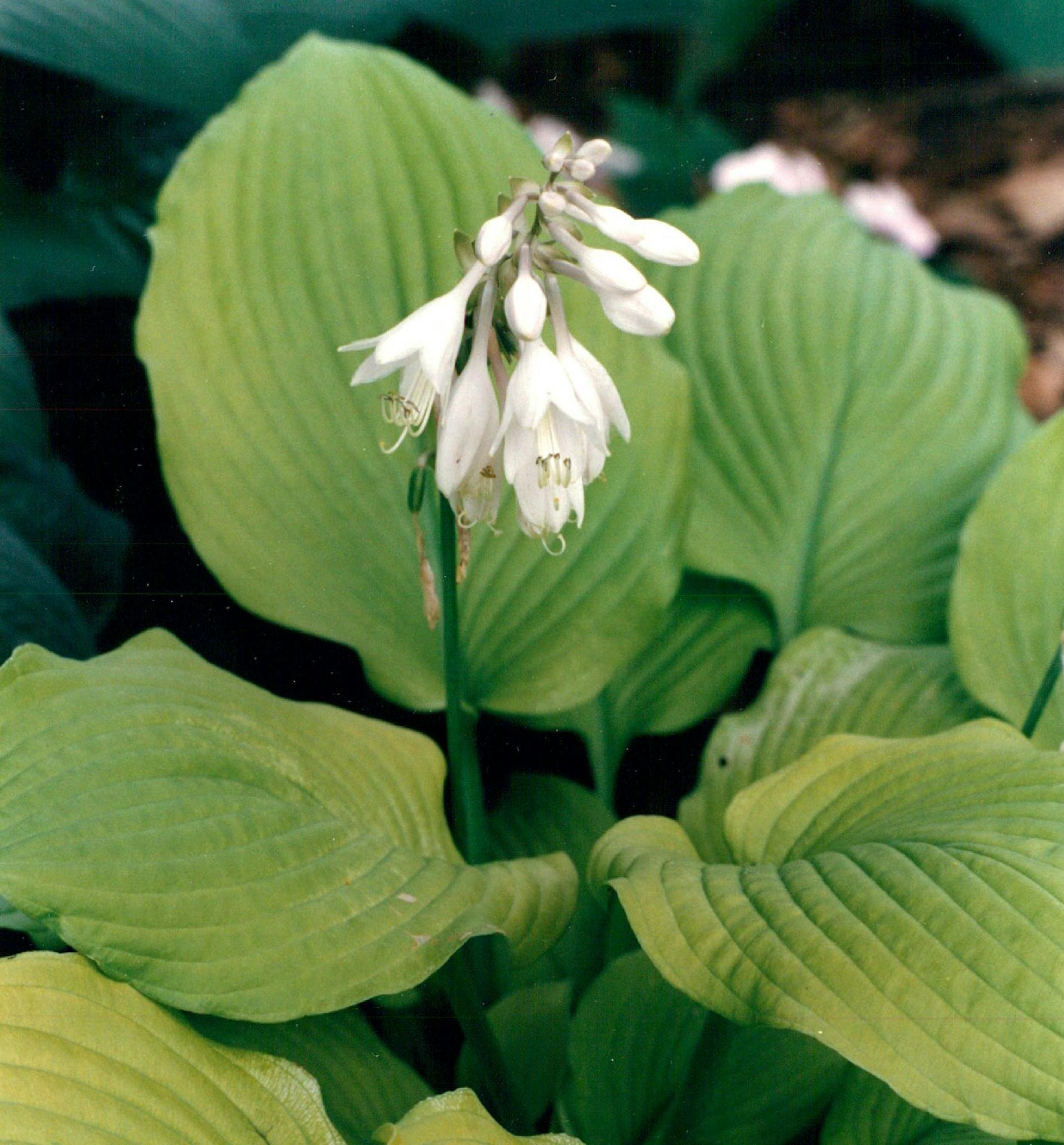 July 8, 1994 A Piedmont Gold Variety hosta in bloom. July 16, 1994 April 3, 1995 David Brewster, Minneapolis Star Tribune