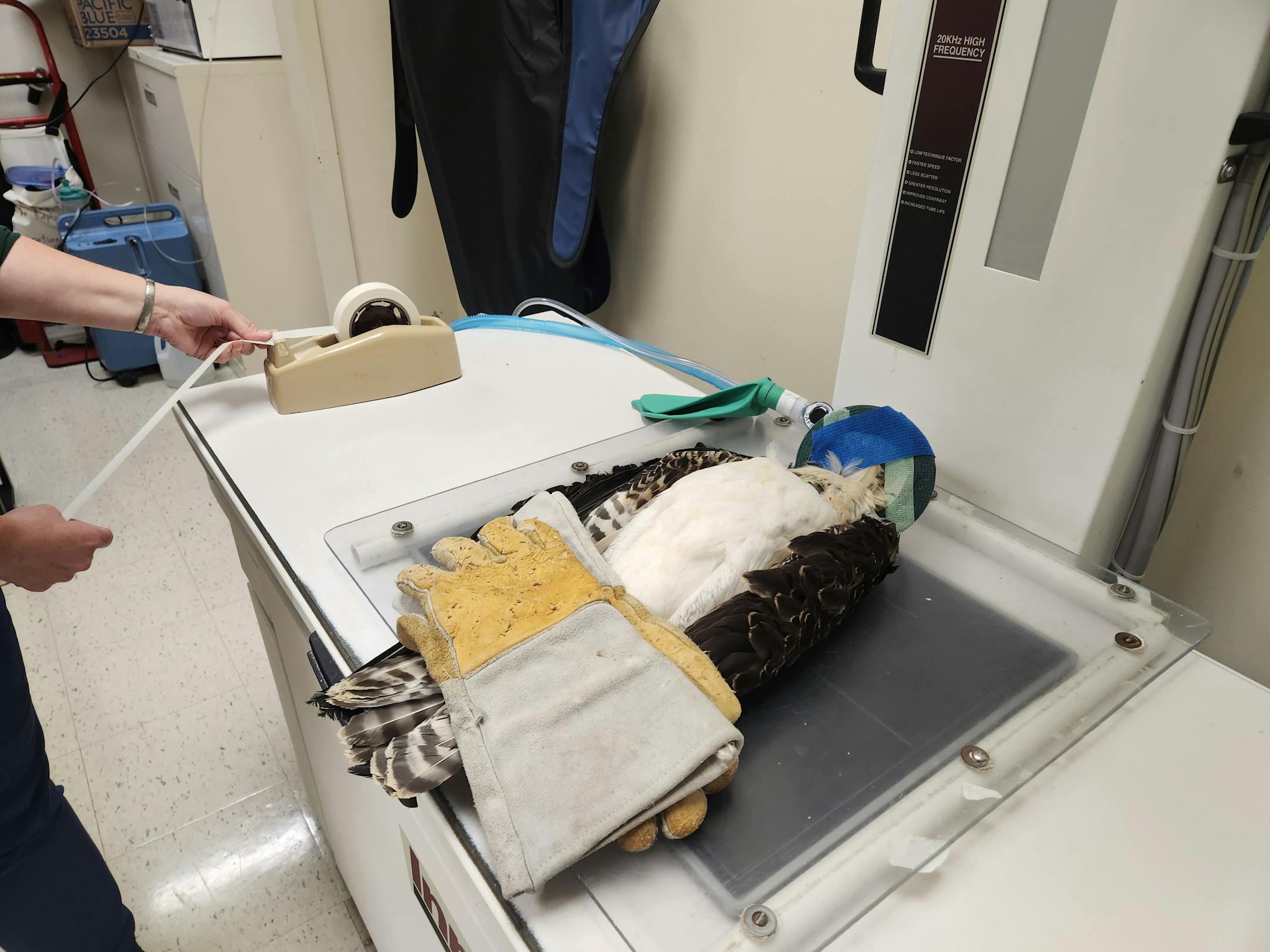 An osprey lies on an X-ray device with handlers gloves over its talon area.