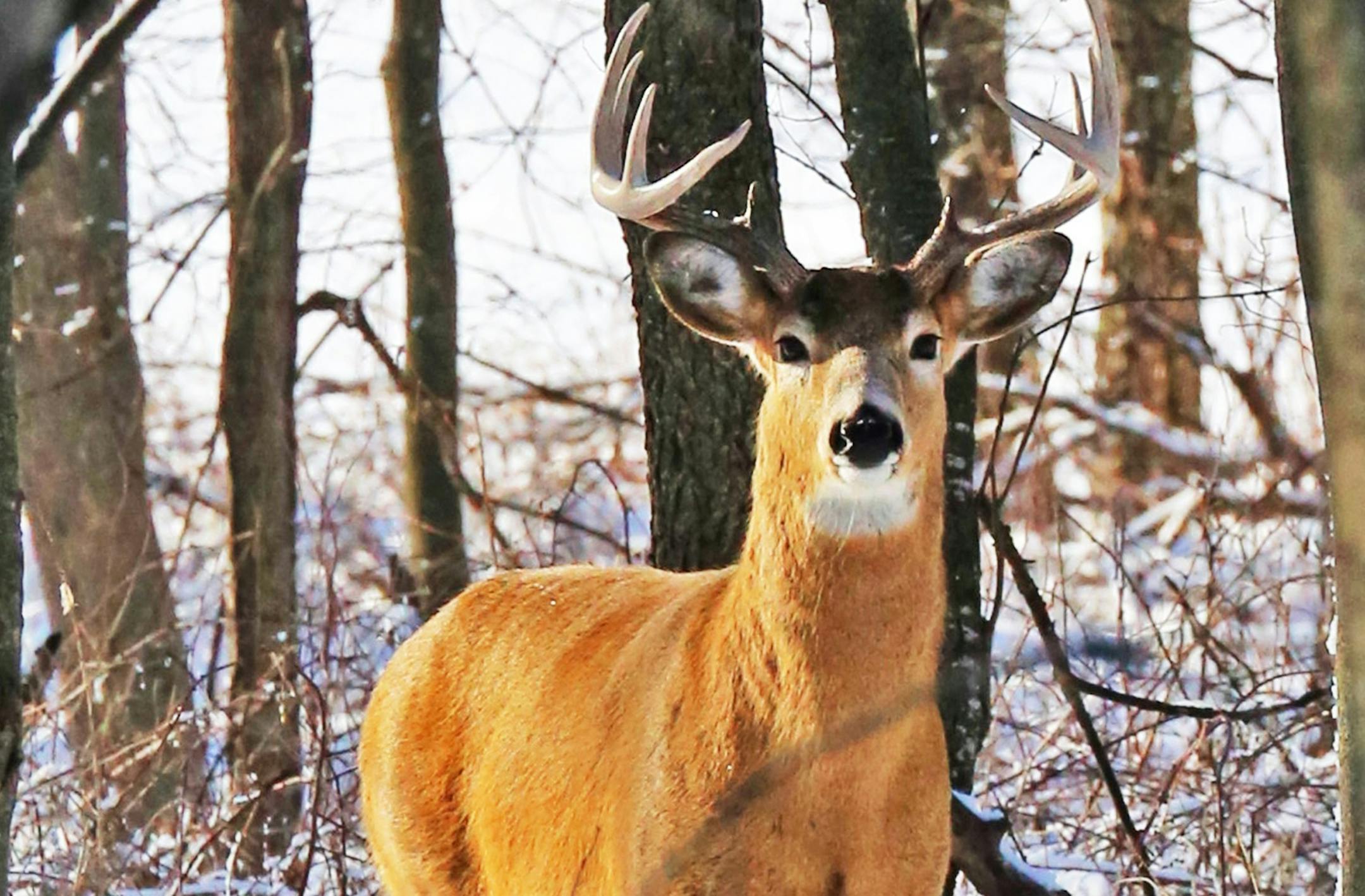 Blaine is hoping to cut down on the number of deer in residential areas by putting a feeding ban in place, effective this month.