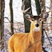 Blaine is hoping to cut down on the number of deer in residential areas by putting a feeding ban in place, effective this month.