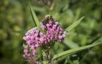 A bee on milkweed in the wetlands on Tuesday, August 4, 2015 in Dellwood, Minn. ] RENEE JONES SCHNEIDER &#x2022; reneejones@startribune.com Beautiful 