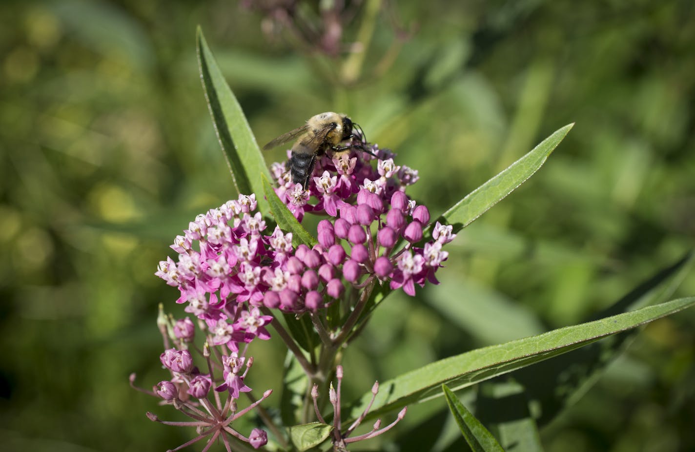 A bee on milkweed in the wetlands on Tuesday, August 4, 2015 in Dellwood, Minn. ] RENEE JONES SCHNEIDER &#x2022; reneejones@startribune.com Beautiful Garden winner - Reid Smith and LaWayne Leno have created not just one garden at their home in Dellwood, but multiple and distinctly different ones, including a DNR-designated wetland, a restored woodland native area, perennial beds, a full-sun patio loaded with tropical trees.