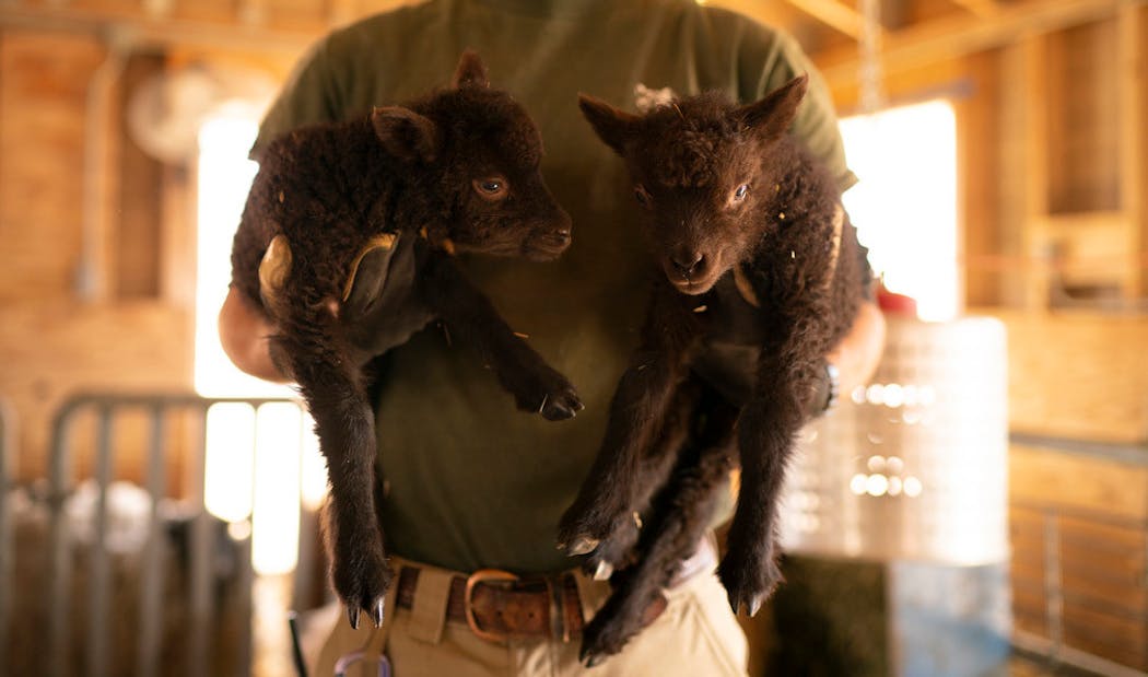 Mitchell Hendrickson held up a pair of newborn twin Shetland sheep at the Minnesota Zoo's 