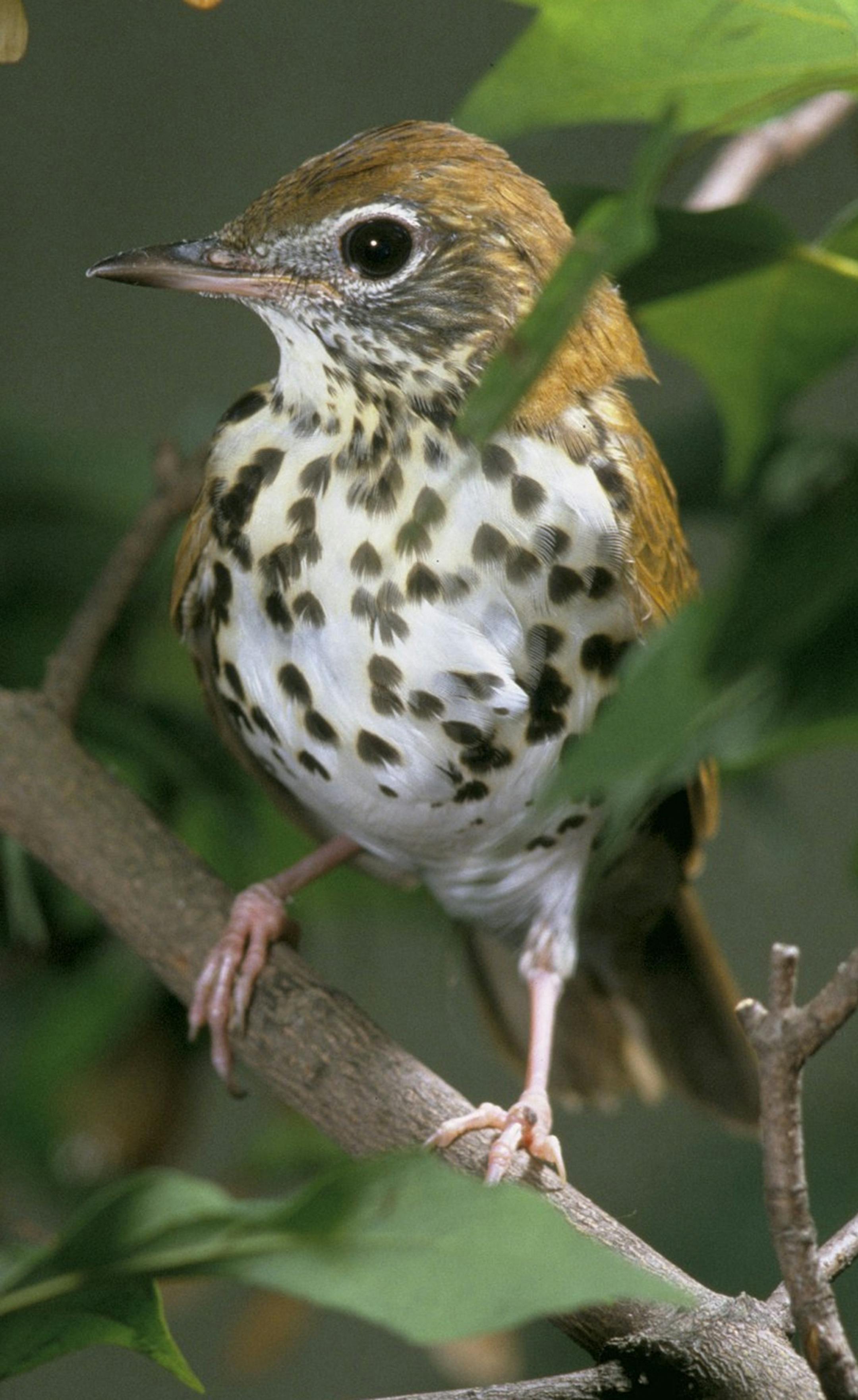 Wood thrush