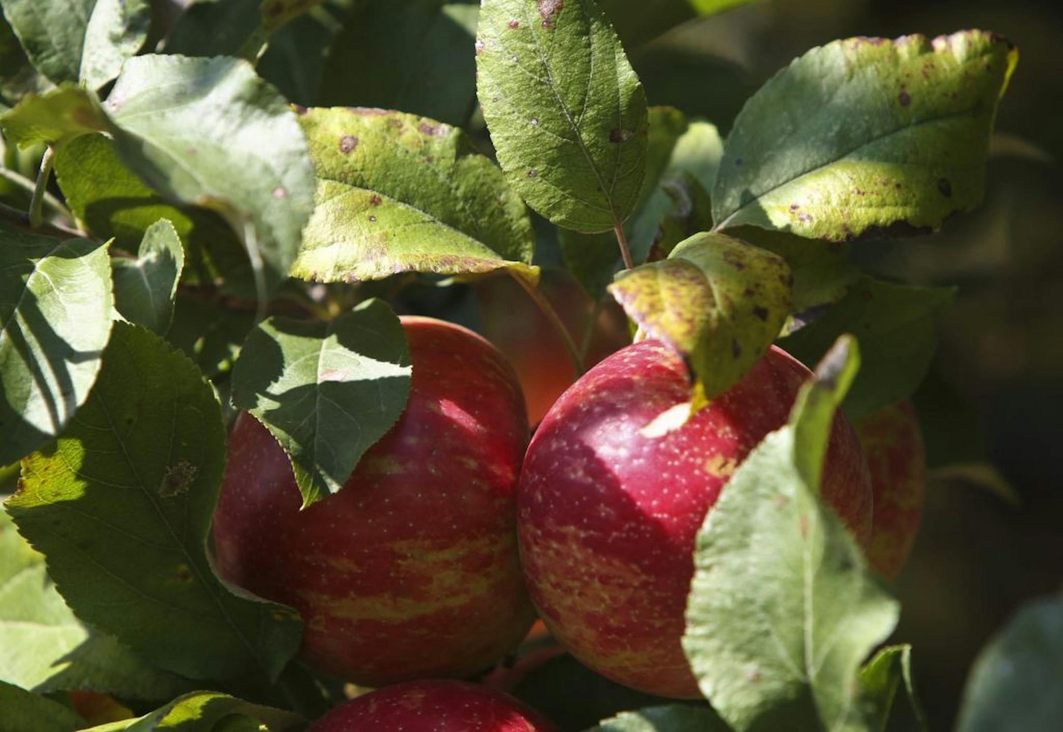 Honey Crisp apples hung on trees at the apple orchard at Aamodt's Apple Farm Friday, August 31, 2012 in Stillwater, MN. Saturday is the first day of "meteorological" fall. (ELIZABETH FLORES/STAR TRIBUNE) ELIZABETH FLORES � eflores@startribune.com