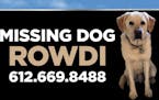 Rowdi, a yellow Labrador retriever, went missing on the North Shore in February. His Minneapolis family is still searching for him, as this billboard 