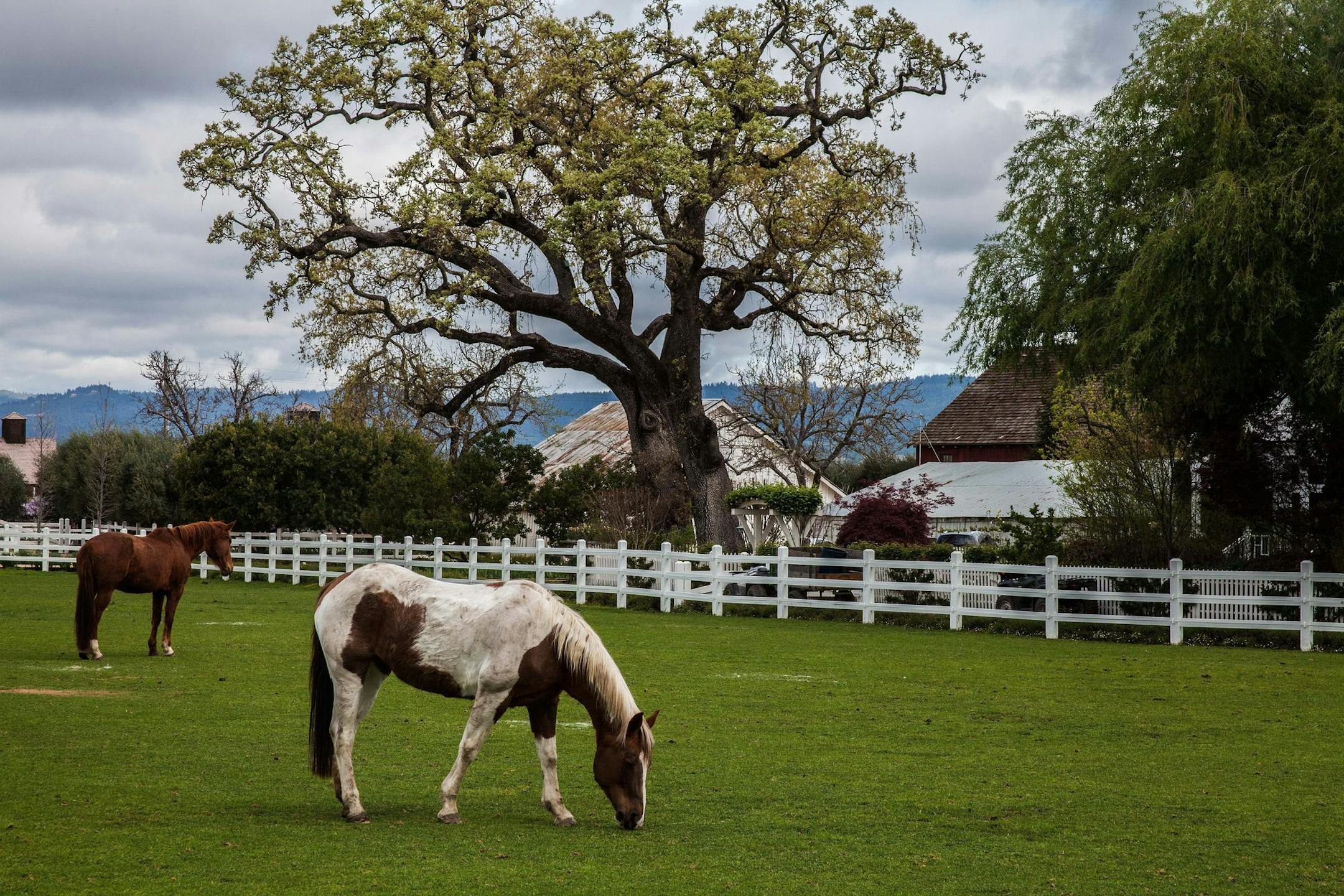 Classic country pastures are part of the landscape at Nickel & Nickel winery and vineyard in California's Napa Valley. (Steve Haggerty/MCT) ORG XMIT: 1142103