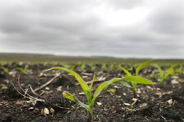 Glen Stubbe/Star Tribune Saturday, May 29, 2004 -- Brandon, MN -- New corn sprouts from a black dirt field in Brandon, MN. Minnesota experienced heavy