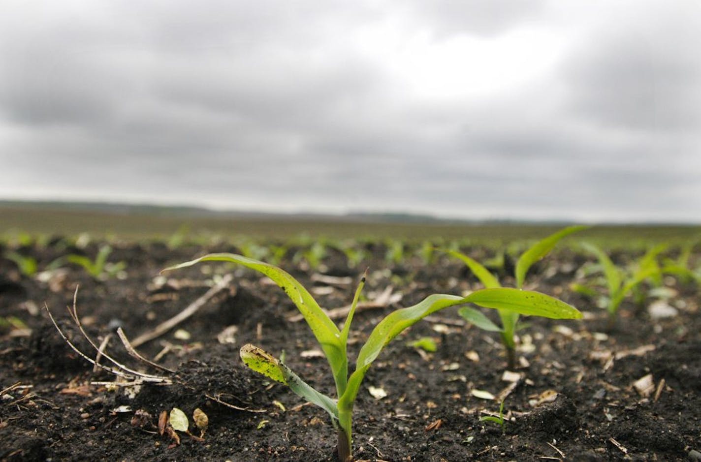 Glen Stubbe/Star Tribune Saturday, May 29, 2004 -- Brandon, MN -- New corn sprouts from a black dirt field in Brandon, MN. Minnesota experienced heavy rains in May. ORG XMIT: MIN2013021214275583