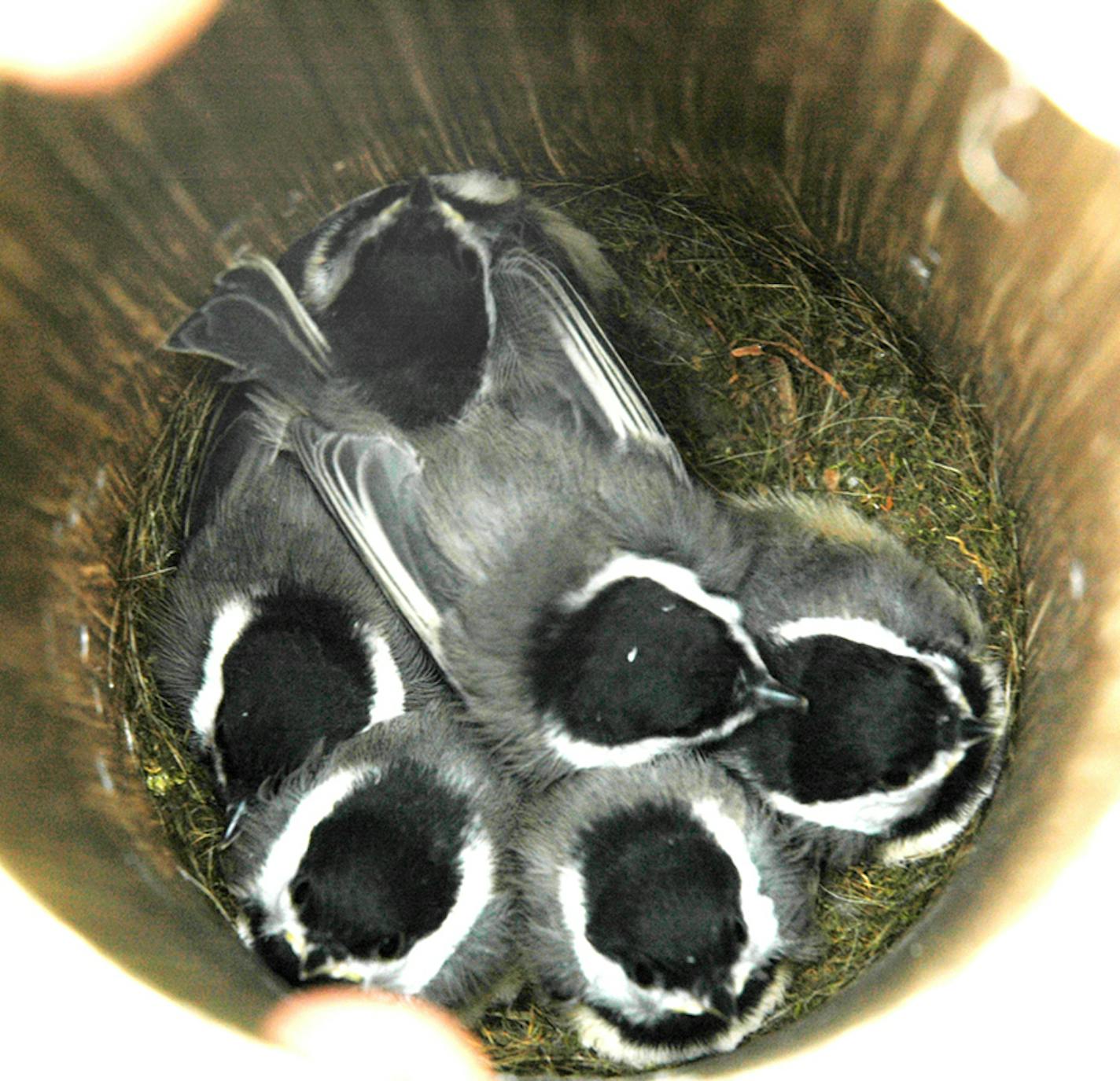 Photos by Jim Williams Chickadees build a soft cup of moss inside a nest box or tree cavity for their brood.