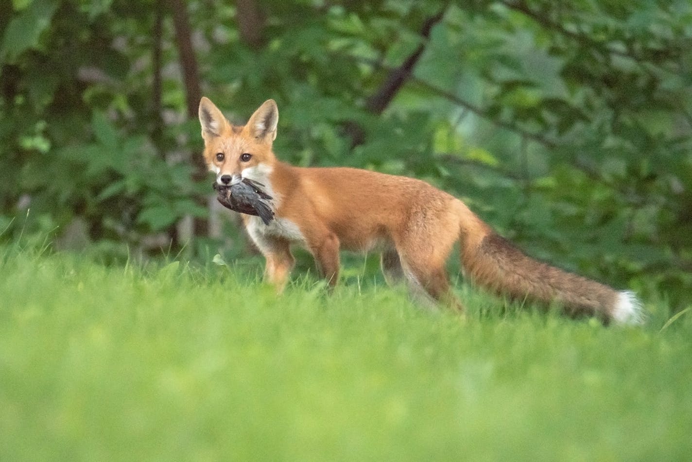 A fox was spotted with a robin in its clutches. Sympathies might fall to the robin, but it's good to remember: Most times a bird will come away unscathed.