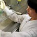 Sophia Li prepared tissue cultures in a biomolecular engineering lab at University of California, Santa Cruz.