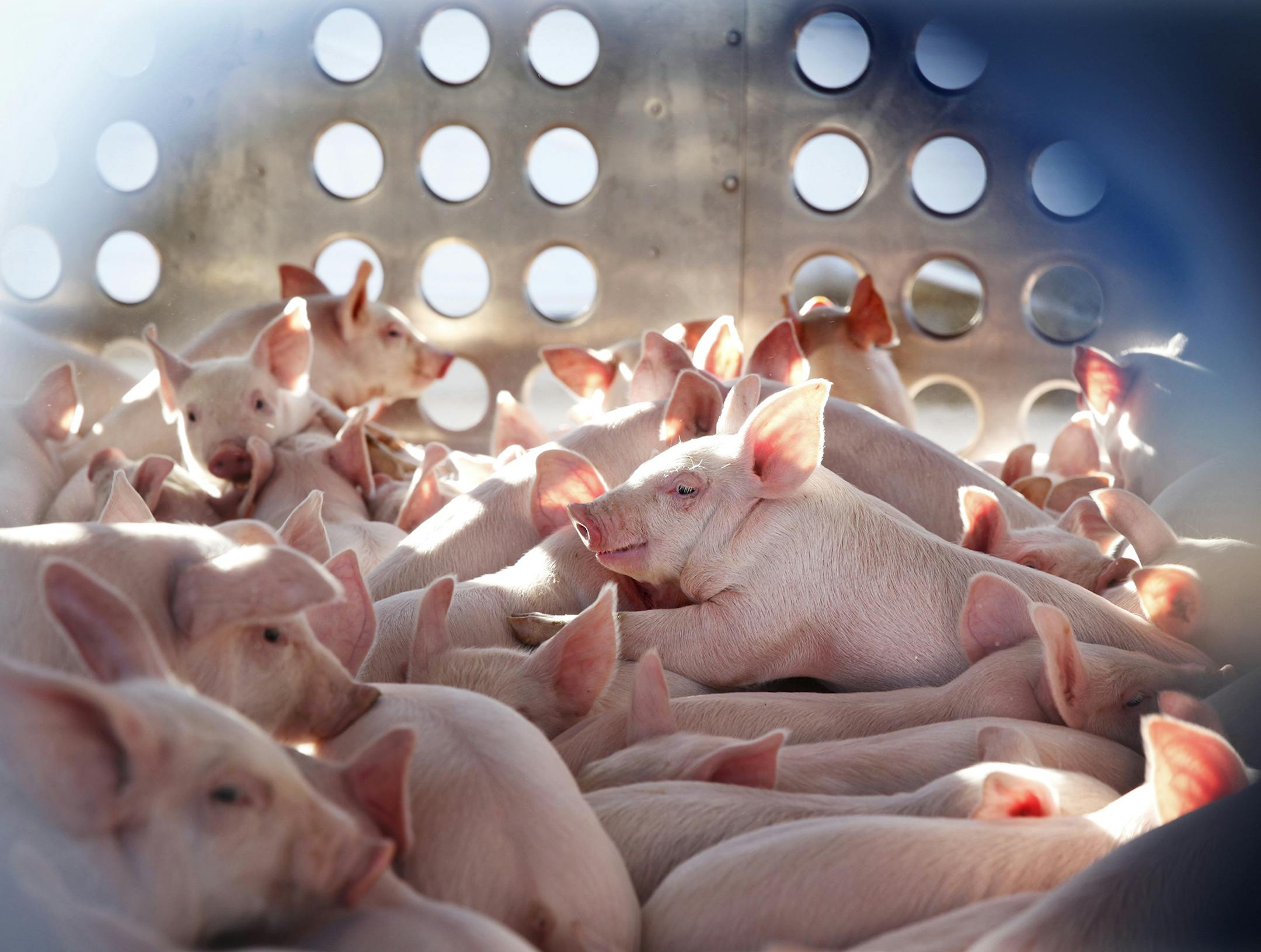 At the Cargill pig farm in Dalhart, Texas, young piglets, at about twenty six days, 12-15 lbs, are shipped out to a transfer facility. They they will be raised by farmers until they reach a market weight of about 270-290 lbs.]richard.tsong-taatarii/rtsong-taatarii@startribune.com ORG XMIT: MIN1405281124121823