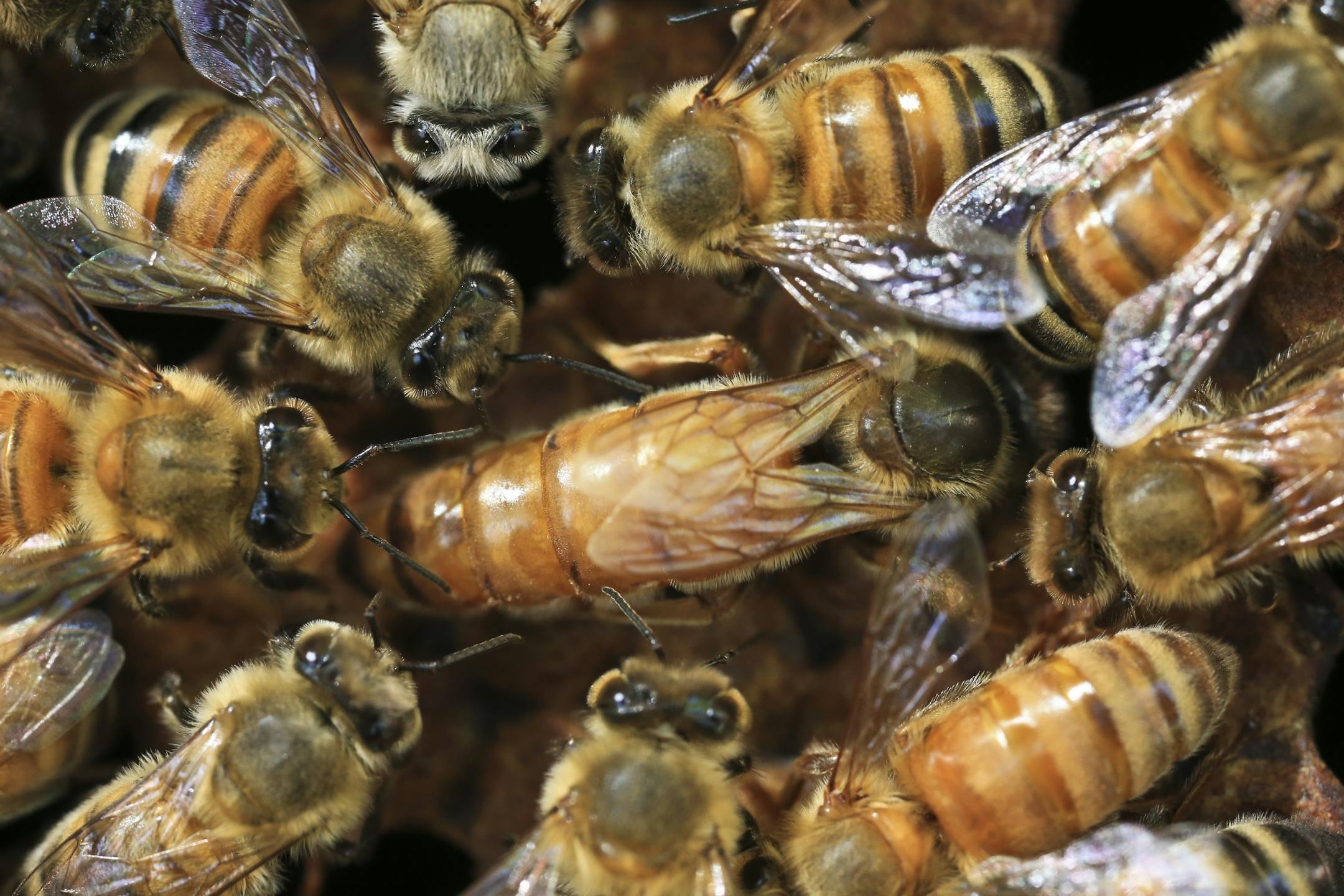 Worker bees surround a queen bee.