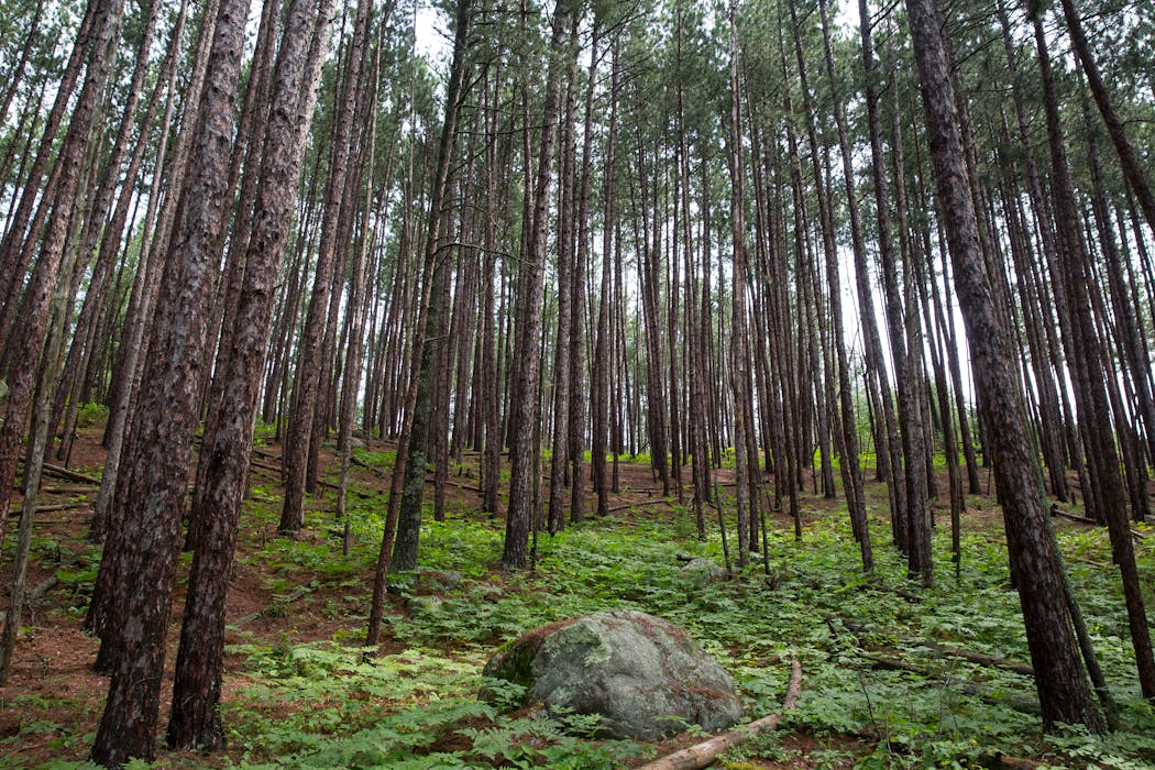 A boreal forest on the Blind Ash Bay Trail in Voyageurs National Park, photographed in 2016.