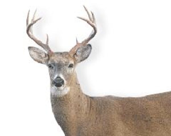 Whitetail harvest numbers on the opening weekend were relatively dismal.