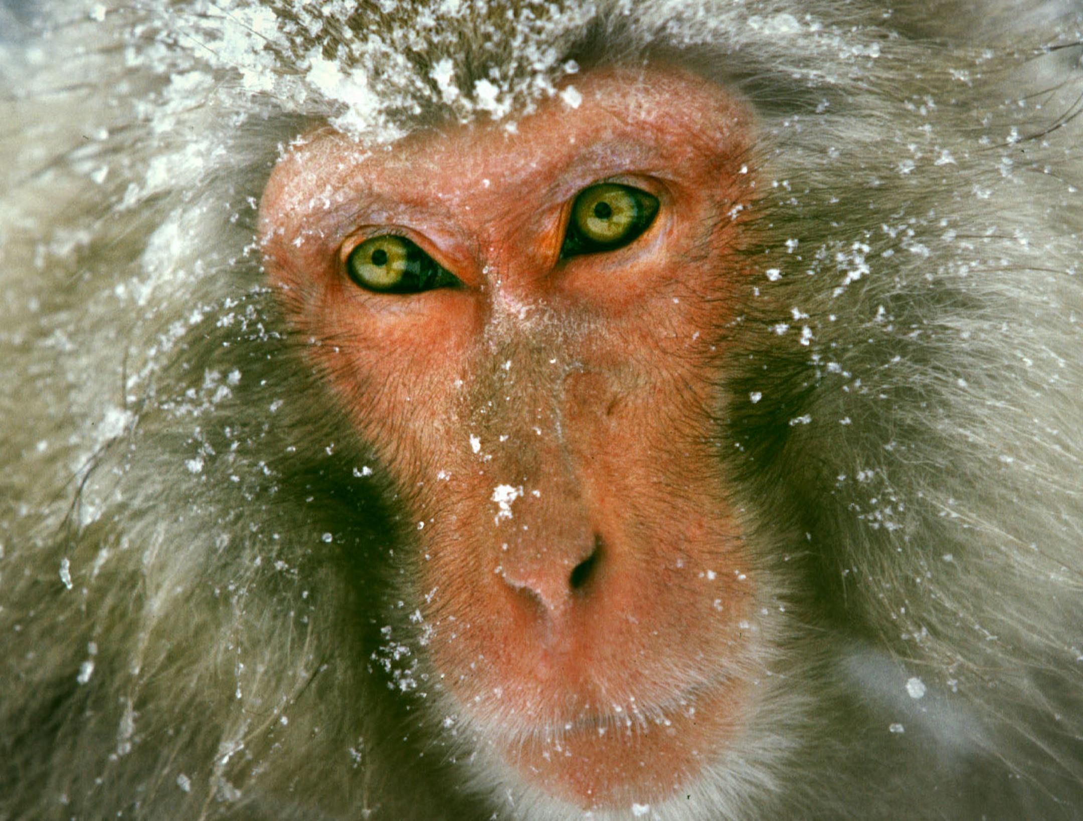 Jigokudani Snow Monkey Park. Copy Block to come.