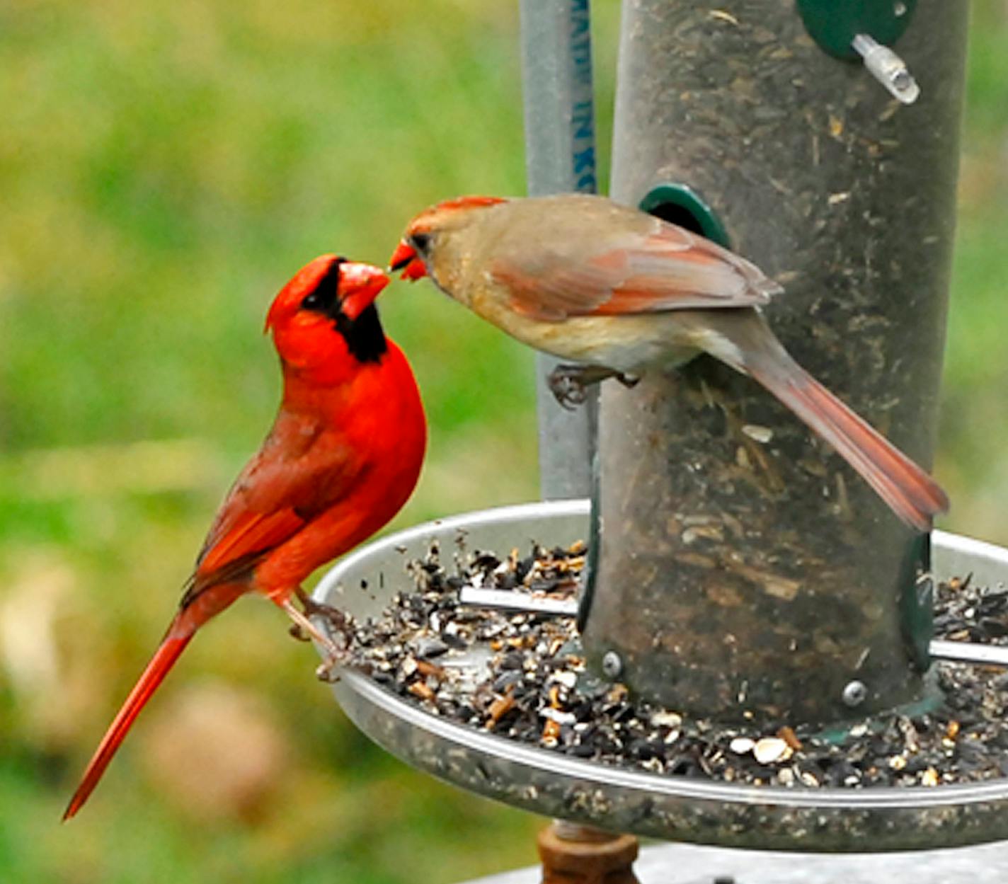 As nesting season approaches, a male cardinal courts his mate by passing her a tasty morsel from beak to beak. credit: Jim Williams