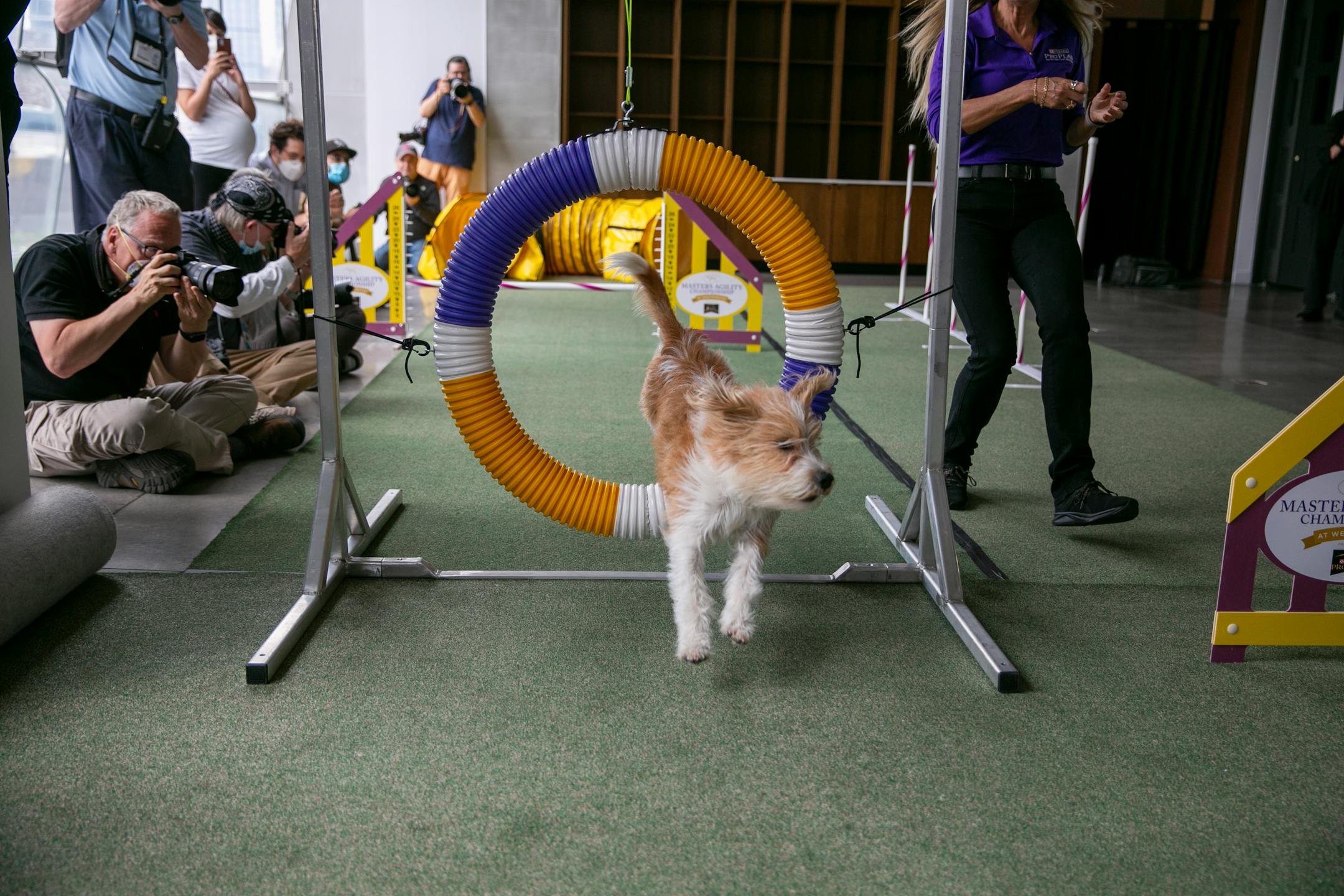 A Kromfohrländer named Wattson runs through an agility course at a Westminster Kennel Club Dog Show preview event in New York on Thursday, June 16, 2022. (AP Photo/Ted Shaffrey)