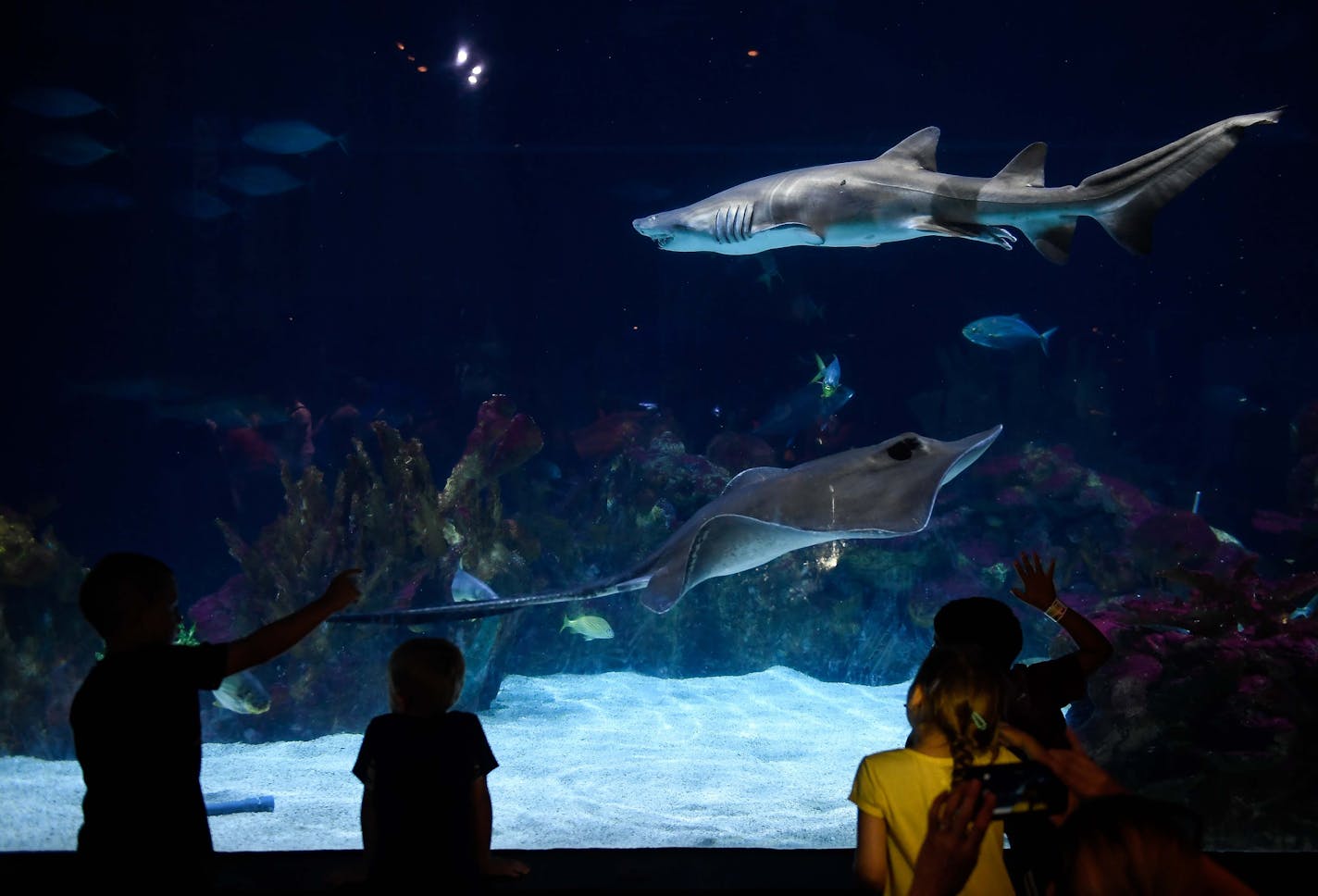 Children viewed the marine life in the Minnesota Zoo's Shark Reef exhibit Thursday afternoon. ] AARON LAVINSKY &#xef; aaron.lavinsky@startribune.com Zoo director John Frawley dreams of converting the defunct Monorail into a boardwalk overlooking the exhibits (think NYC's Hi-line) and partnering with the DNR, Girl Scouts and others to provide camping opportunities on the zoo's underutilized land. It's all part of a massive push to better connect Minnesotans with nature. We photograph the Minnesot