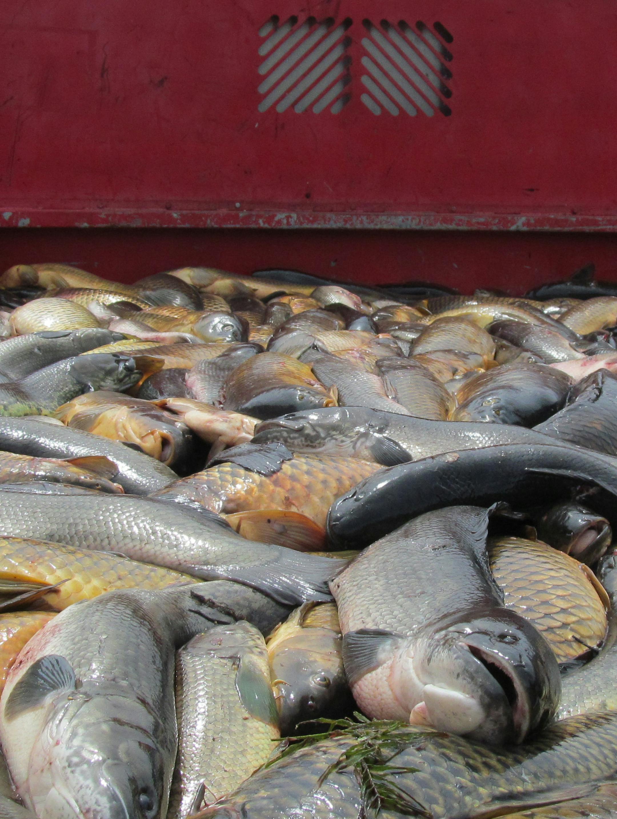 Carp caught at last year's Extreme Bow Fishing Tournament at lakes in the Chiscago City area.