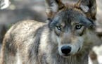 FILE - In this July 16, 2004, file photo, a gray wolf is seen at the Wildlife Science Center in Forest Lake, Minn. Pressure is building in Congress to