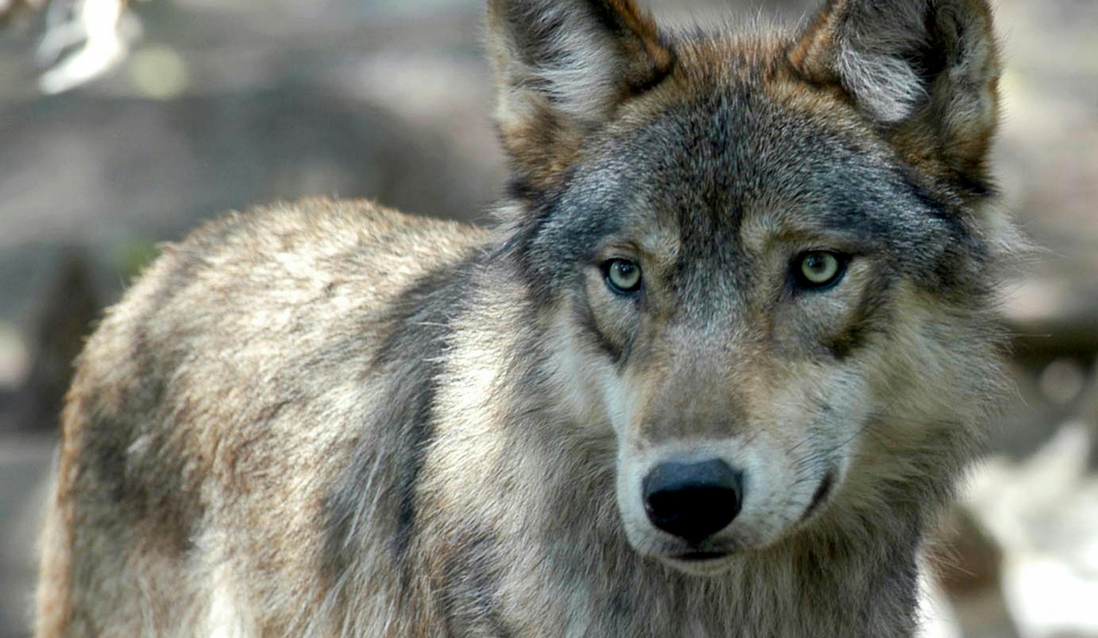 FILE - In this July 16, 2004, file photo, a gray wolf is seen at the Wildlife Science Center in Forest Lake, Minn. Pressure is building in Congress to take gray wolves in the western Great Lakes region and Wyoming off the endangered list _ and to prevent the courts from reversing that decision again. Representatives from Minnesota, Wisconsin, Michigan and Wyoming wrote to House Speaker Paul Ryan on Wednesday, Feb. 22, 2017, urging a fast floor vote before calving and lambing season begins in ear