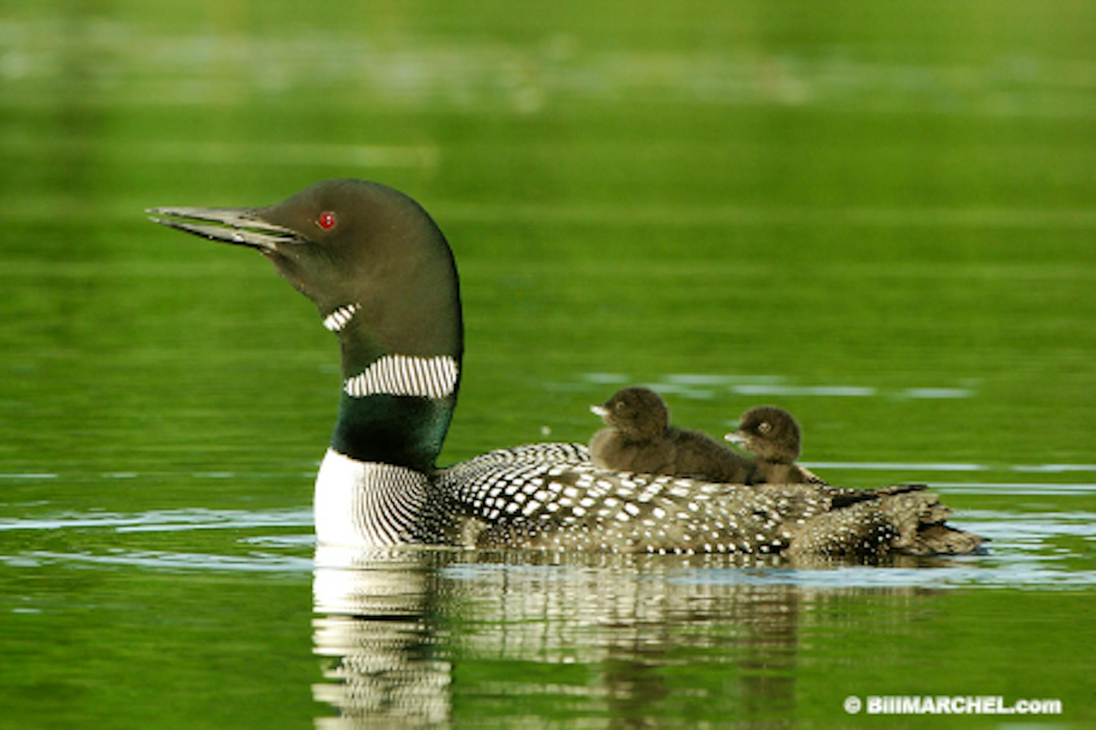00720-045.09 Common Loon (DIGITAL) adult with two young riding on its back.  Breed, water, lake, undeveloped, chicks.  H4L1