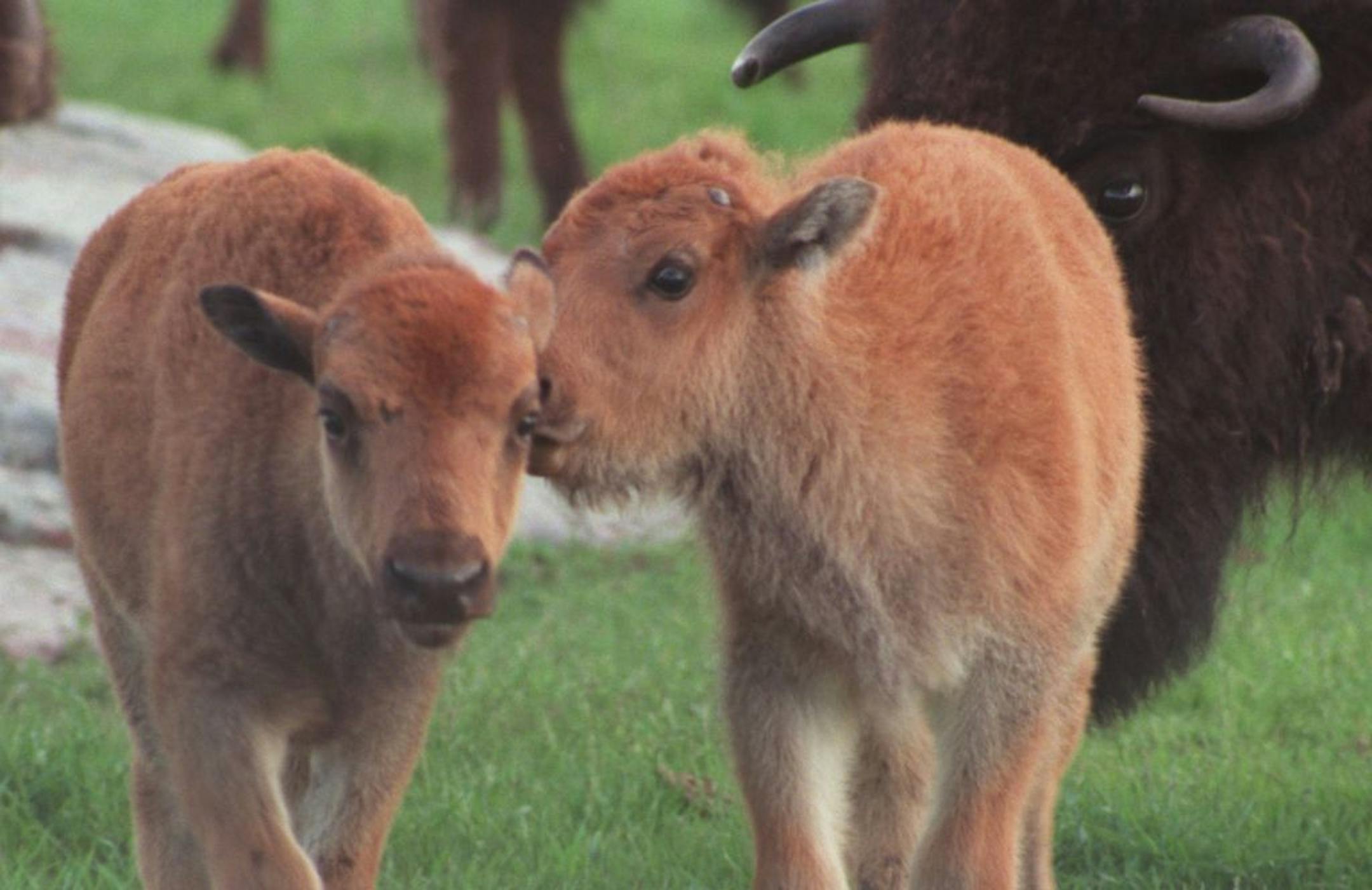 Bison at Blue Mounds State Park