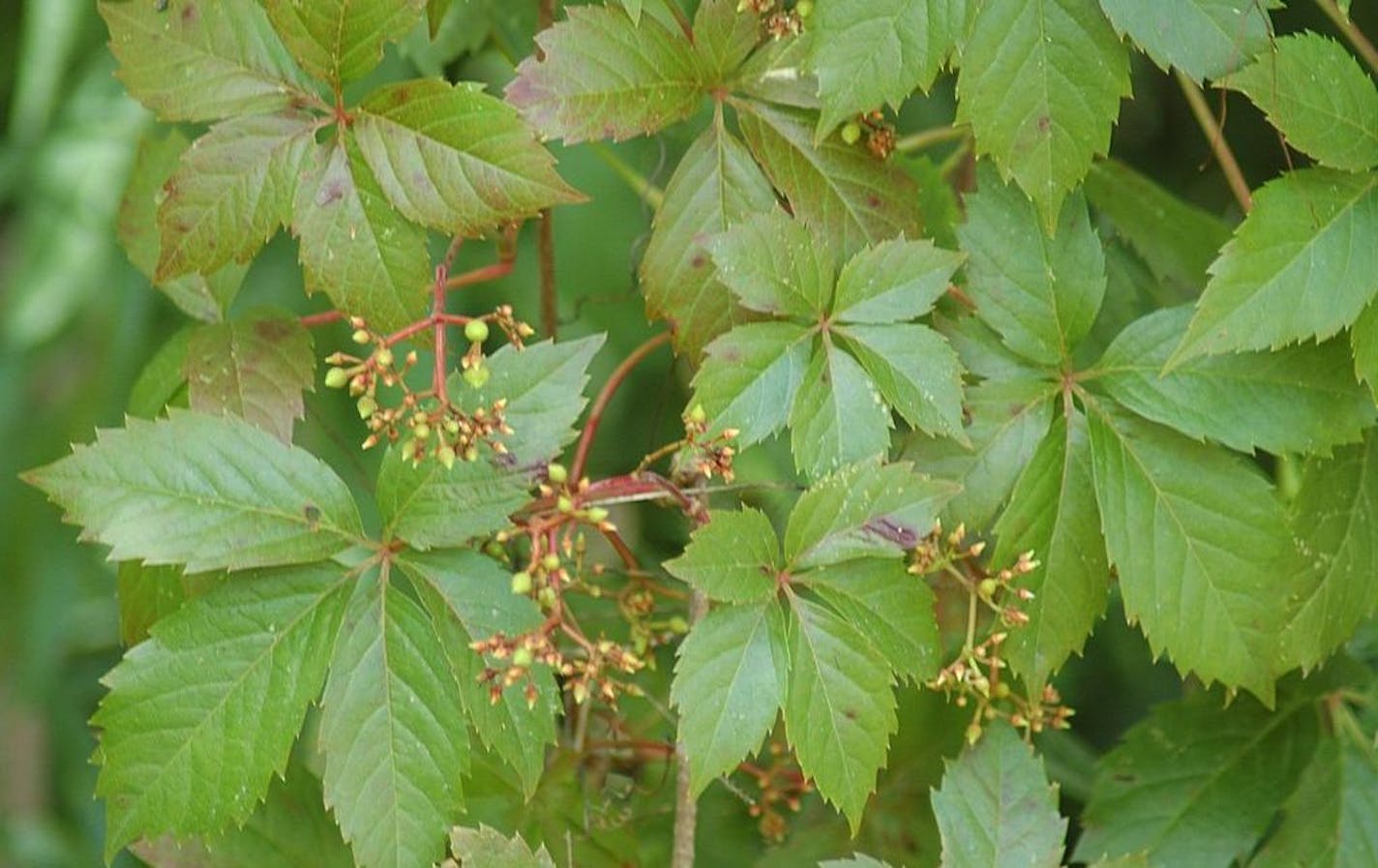 Author Alan Branhagen&#xed;s Top 10 Native Plants - Virginia Creeper