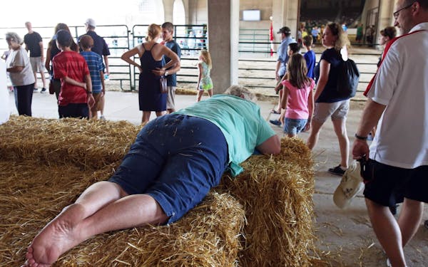 A fairgoer takes a breather outside the cattle barn at the Minnesota State Fair, Monday, Aug. 25, 2014 in Falcon Heights, Minn. (AP Photo/Jim Mone)