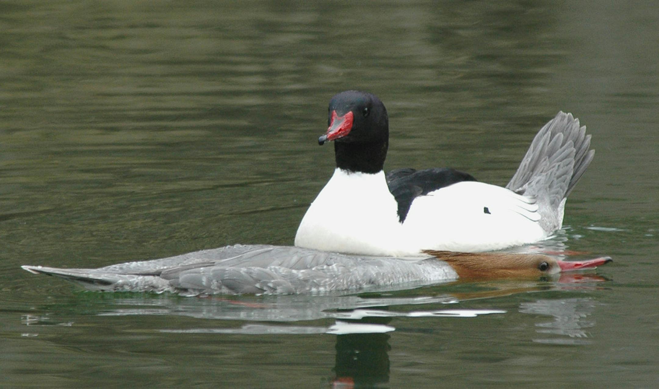 A courtship display by a pair of common mergansers. Her head flat against the water is signaling her desire to mate. The male’s erect tail indicates his agreement.