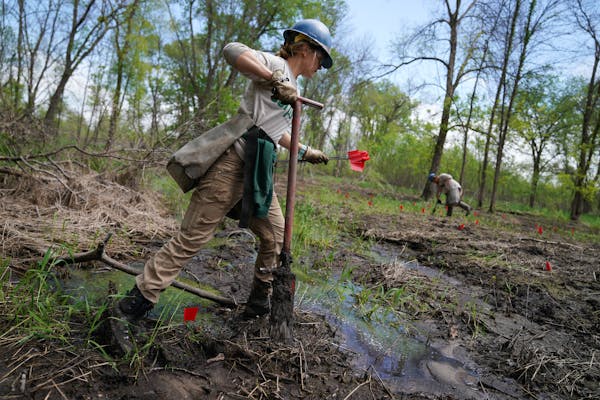 Conservation Corps volunteer Sarah Curran planted and marked trees in southeast Minnesota.