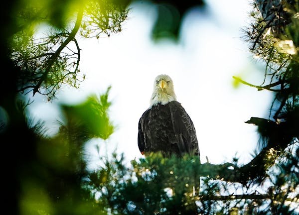 A bald eagle parent kept watch along the Mississippi River.