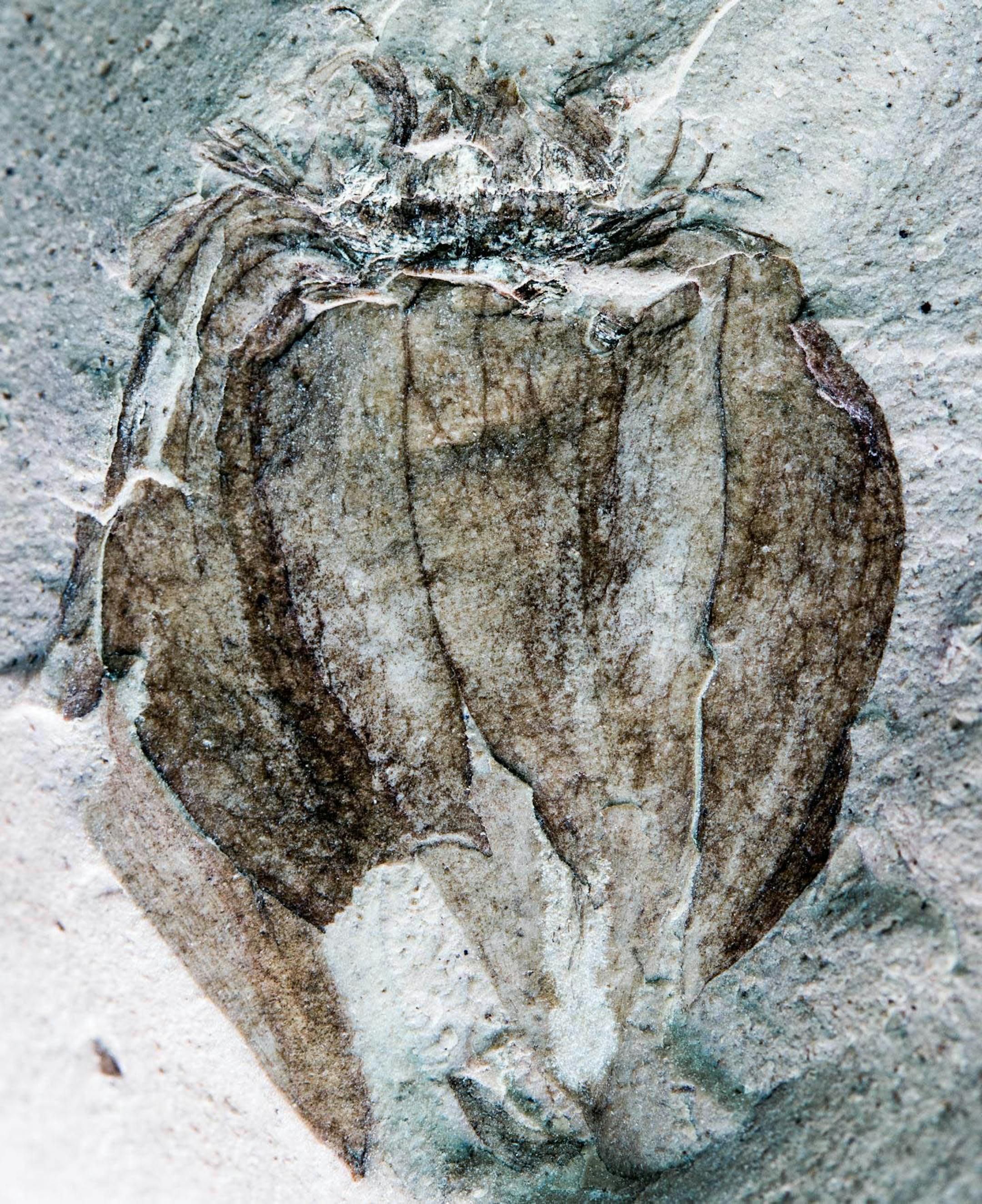 Fossilized remains of husked fruit found in Argentina are prompting experts to reevaluate the age of the tomato and tomatillo. MUST CREDIT: Ignacio Escapa - Museum of Paleontology Egidio Feruglio.