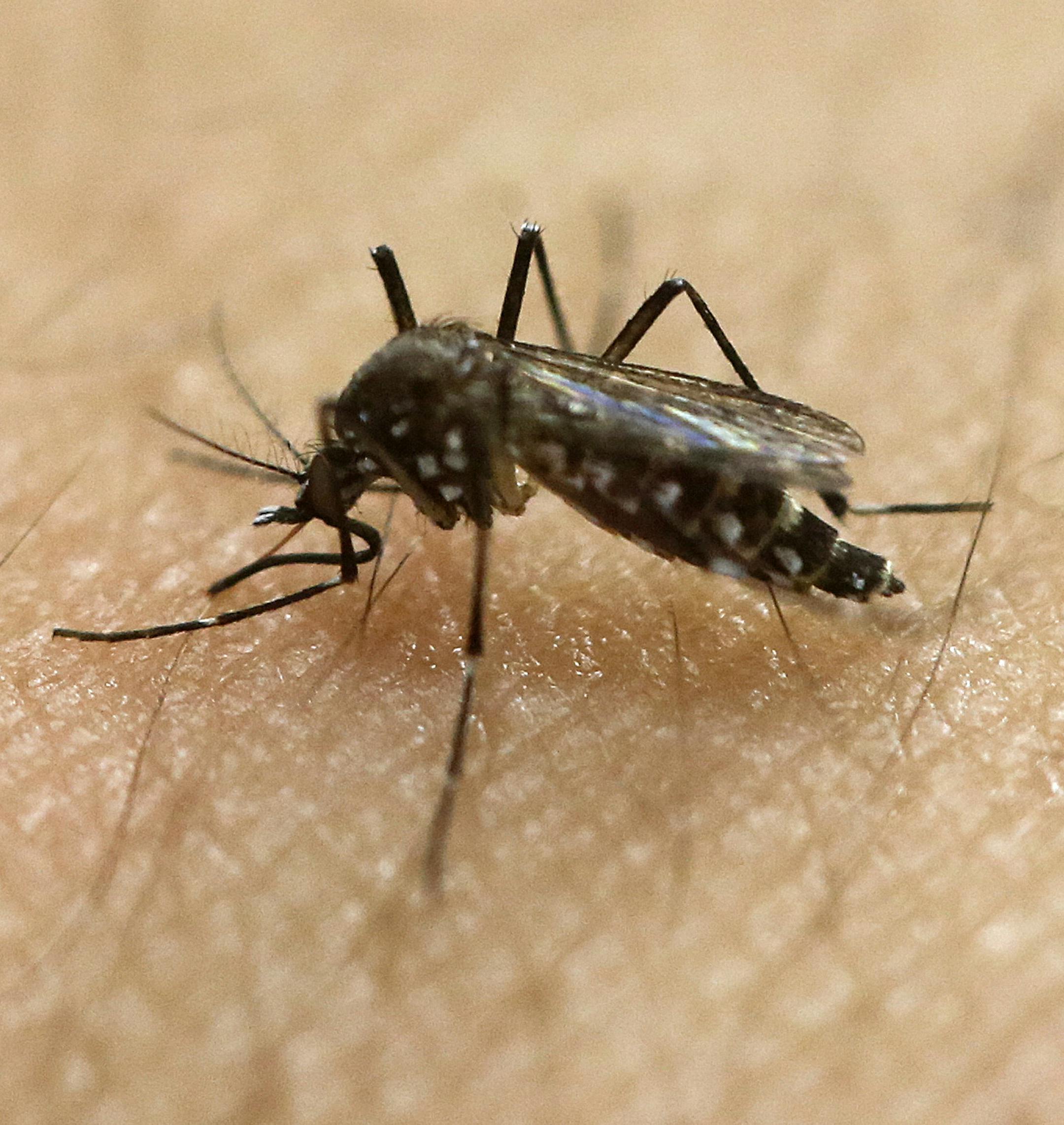 FILE - In this Jan. 18, 2016, file photo, a female Aedes aegypti mosquito, known to be a carrier of the Zika virus, acquires a blood meal on the arm of a researcher at the Biomedical Sciences Institute of Sao Paulo University in Sao Paulo, Brazil. A Utah man who mysteriously contracted Zika from his infected father may have got it by touching his dad's tears or sweat with his bare hands, according to new research unveiled Wednesday, Sept. 28, 2016, that found the unusual transmission method was