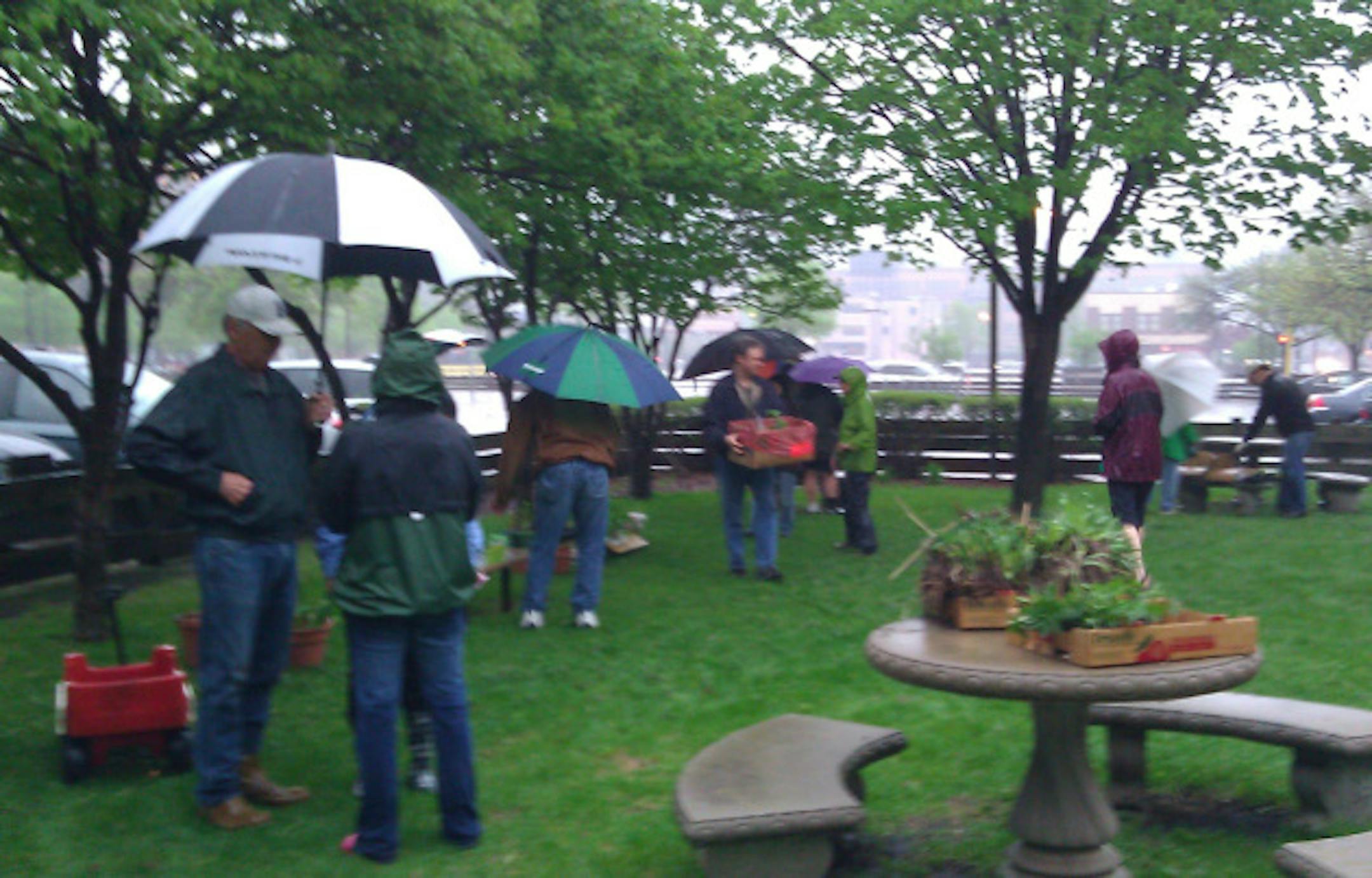 There were plenty of plants at the Greengirls plant swap!