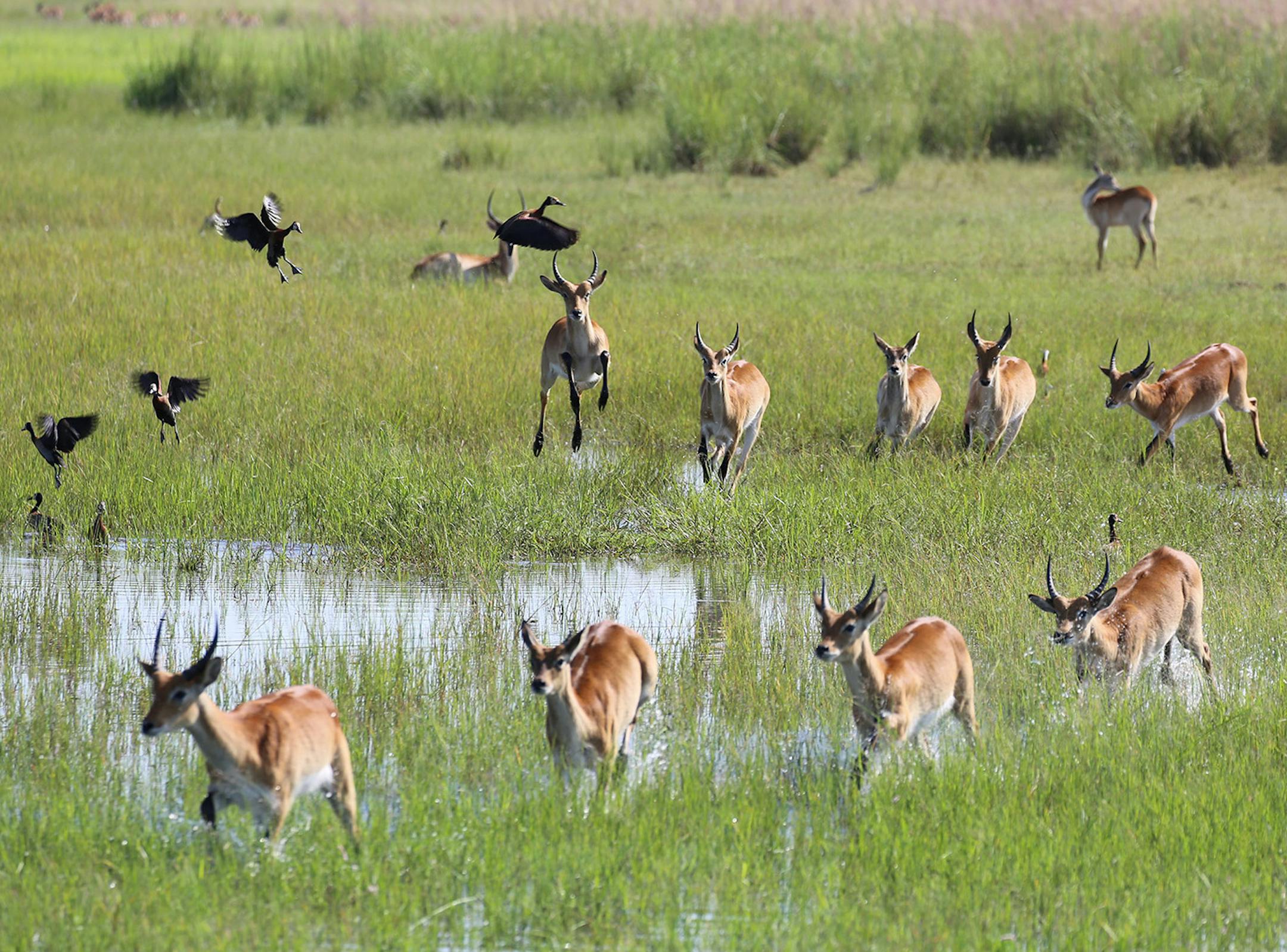 Red lechwes enjoy the lush surrounding in in Bwabwata National Park. (Michaela Urban/Chicago Tribune/TNS) ORG XMIT: 1510075