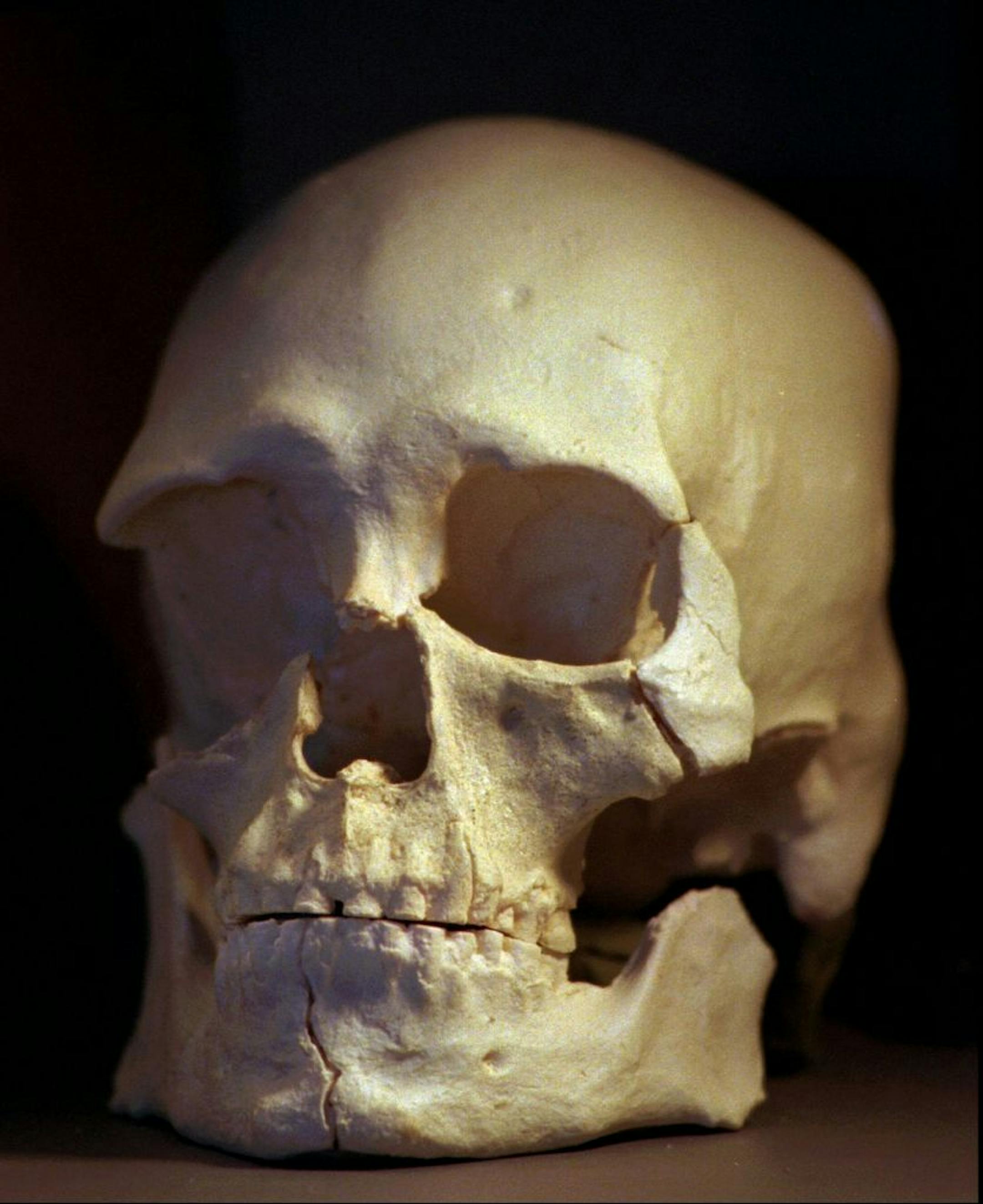 FILE -- In this July 24, 1997 photo, a plastic casting of the skull from the bones known as Kennewick Man, is seen in Richland, Wash. A scientist who studies the ancient skeleton known as Kennewick Man says he wasn't from the Columbia River valley where his bones were buried. Smithsonian anthropologist Doug Owsley told tribal representatives that isotopes in the bones indicate Kennewick Man was a hunter of marine mammals, such as seals and that he lived most of his life on the coast.