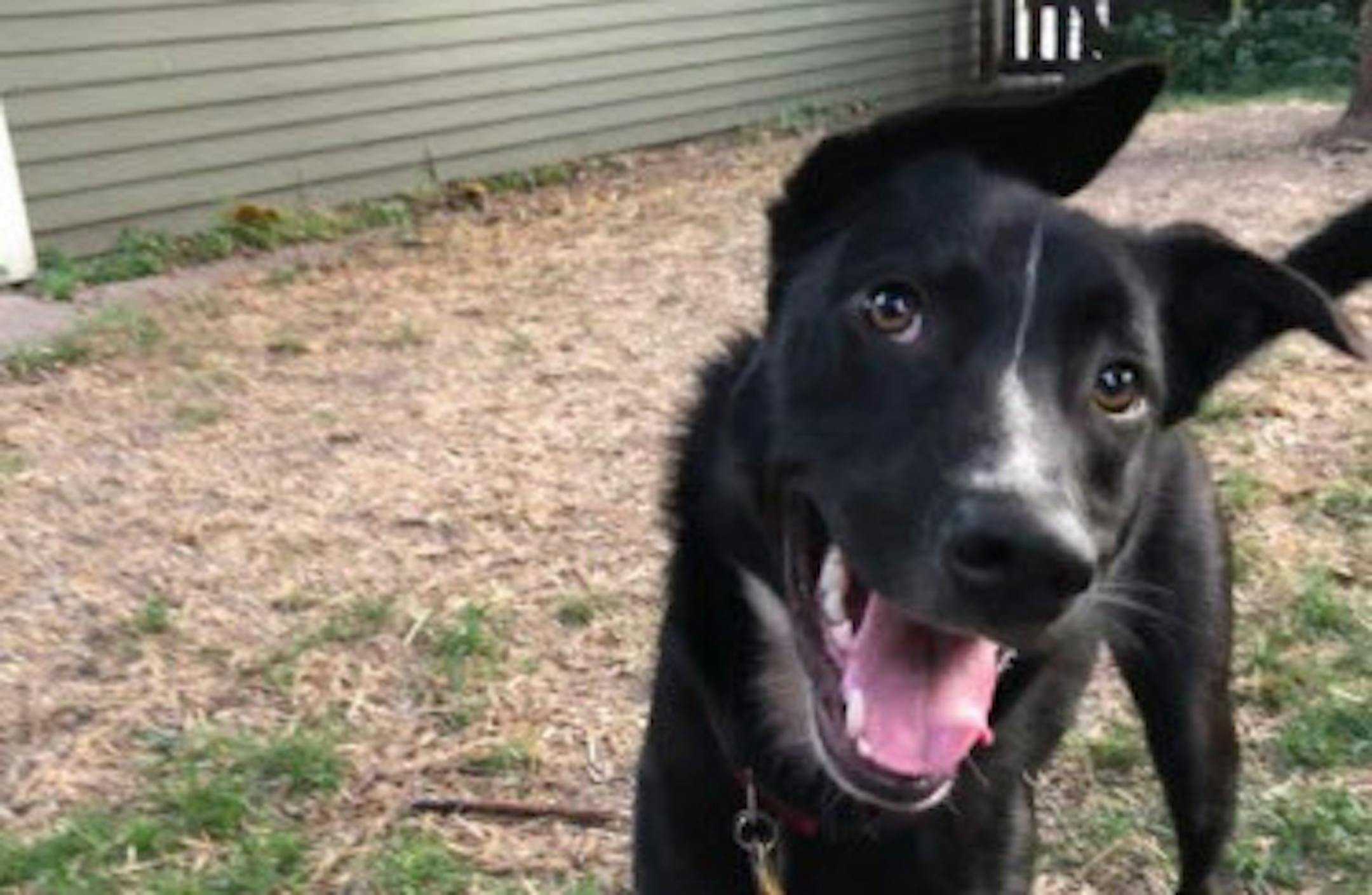 Angus is robustly healthy. But it is our responsibility to pay for medical care should he get sick, and that can be quite expensive.